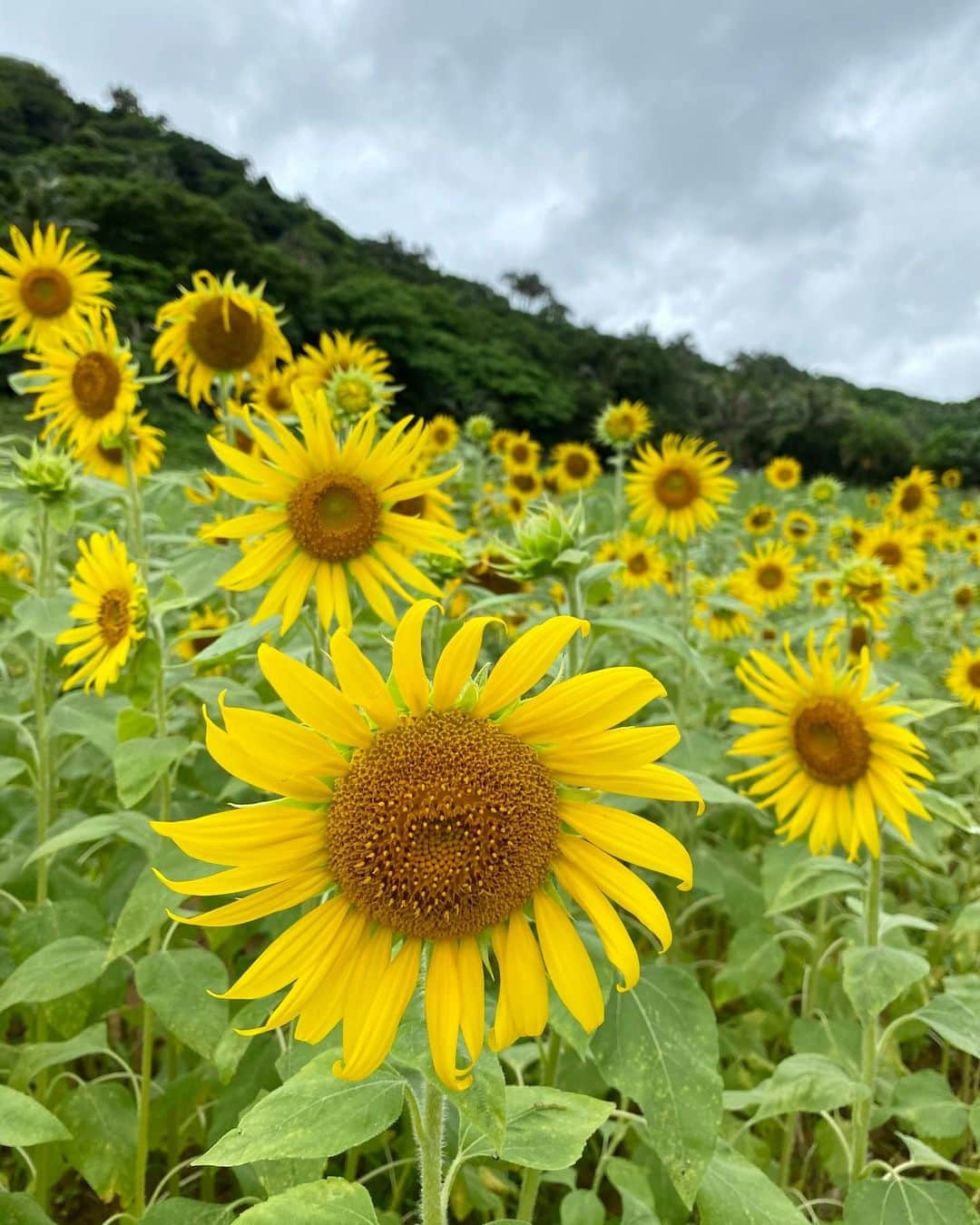 細井宏美さんのインスタグラム写真 - (細井宏美Instagram)「🌻☀️🌻☀️花よりジュース🌞💚 曇りでもすっごくテンション上がった！！ #ひまわり#ひまわり畑#flower#石垣島#ishigaki」1月19日 22時39分 - romihi_romihi