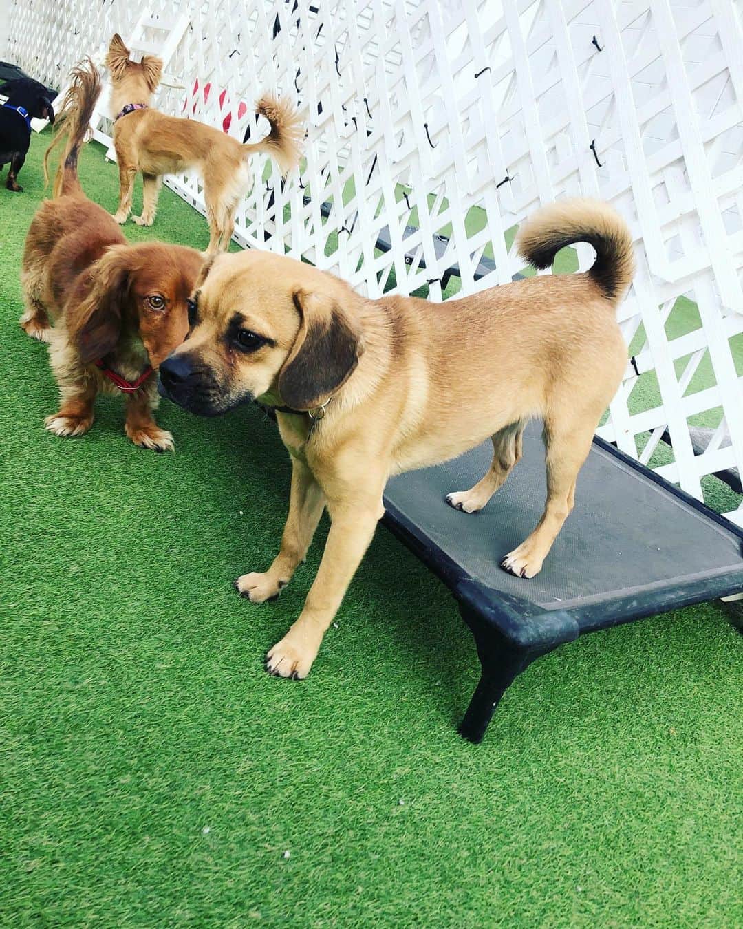 Lauren Drain Kaganさんのインスタグラム写真 - (Lauren Drain KaganInstagram)「Need a doggie daycare in Vegas? @littlepugglejax LOVES @pawshpalace - they offer boarding, grooming, training and more! The staff is so kind and attentive to the pups! The doggies get walked every hour, socialize and play for hours and get to rest in their own private rooms with their doggie beds & toys for 12 hours at night with various private room sizes to choose from! The staff sends tons of pic and video updates daily along with a report on how the pup is doing!」1月20日 5時25分 - laurendrainfit