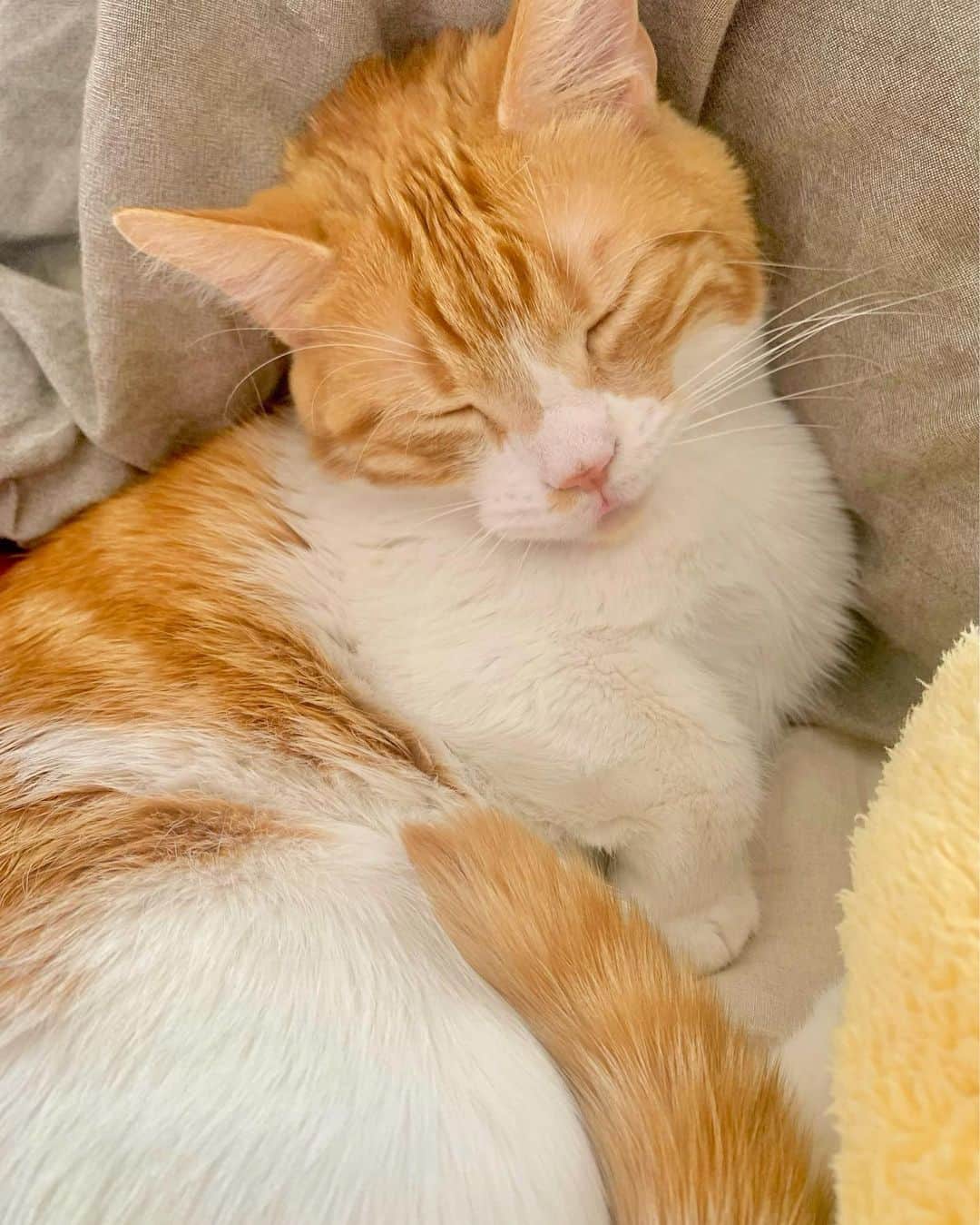 のってんのインスタグラム：「ポコ朝ベロ出して寝てた😋笑」