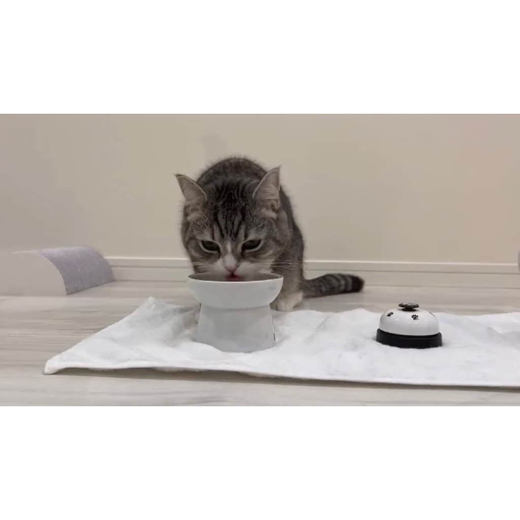 もちまるさんのインスタグラム写真 - (もちまるInstagram)「知らない猫にご飯を食べられそうになる猫」1月20日 18時02分 - catmotimaru