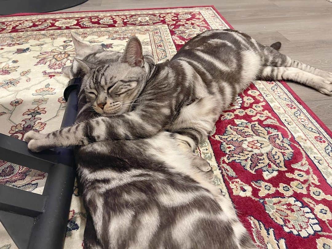 栗原恵さんのインスタグラム写真 - (栗原恵Instagram)「🌰 つむぎ枕の抱き心地はどうですか…🦥？  #縁と紬🦖🦖  #アメリカンショートヘア #アメショー #保護猫 #猫のいる暮らし」1月20日 19時15分 - megumi_kurihara_official