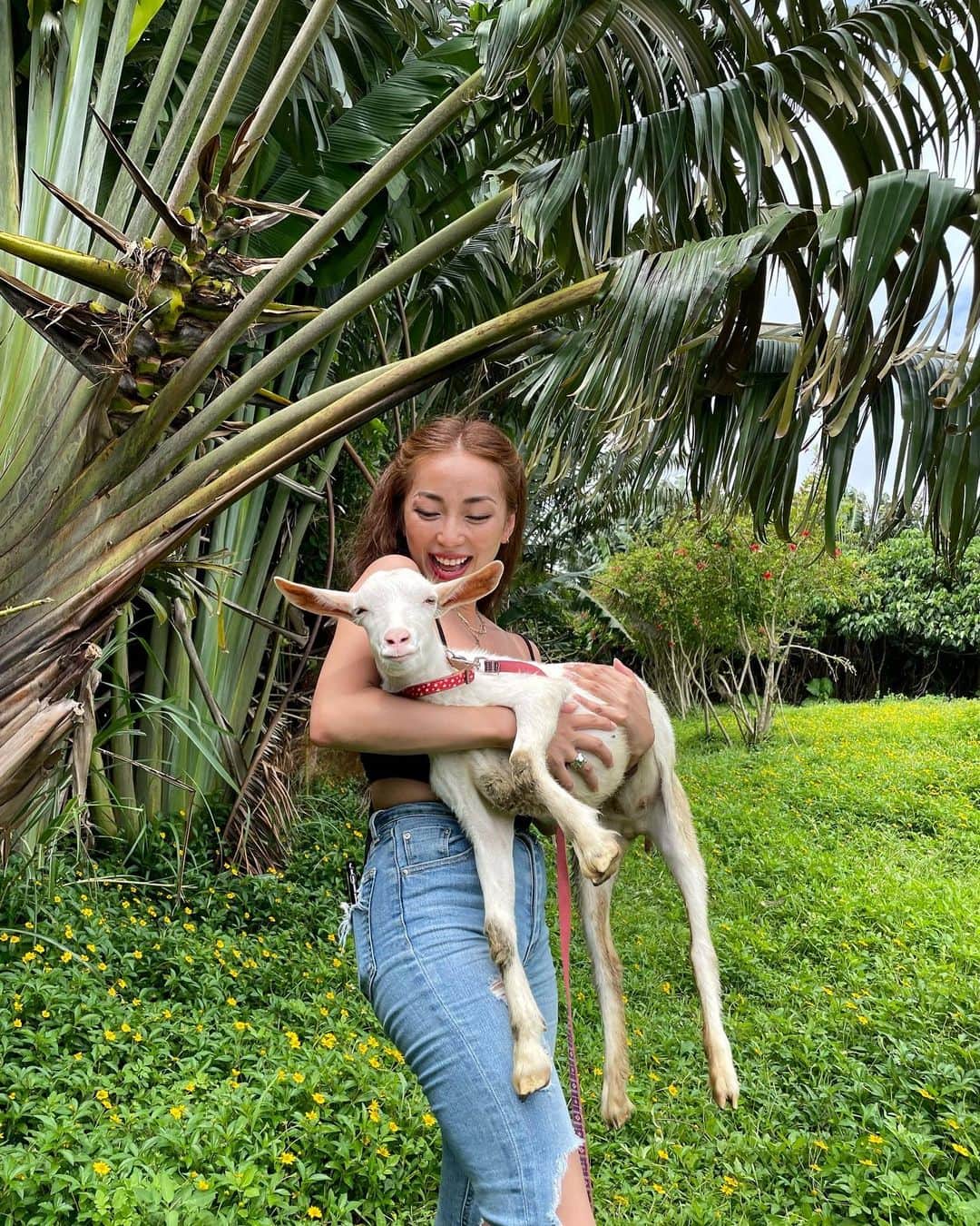 細井宏美のインスタグラム：「🌴🐐🌴Smile😍🌴🐐🌴 可愛すぎるだろ‼︎‼︎‼︎ #smile#goat#cute#石垣島#自然」