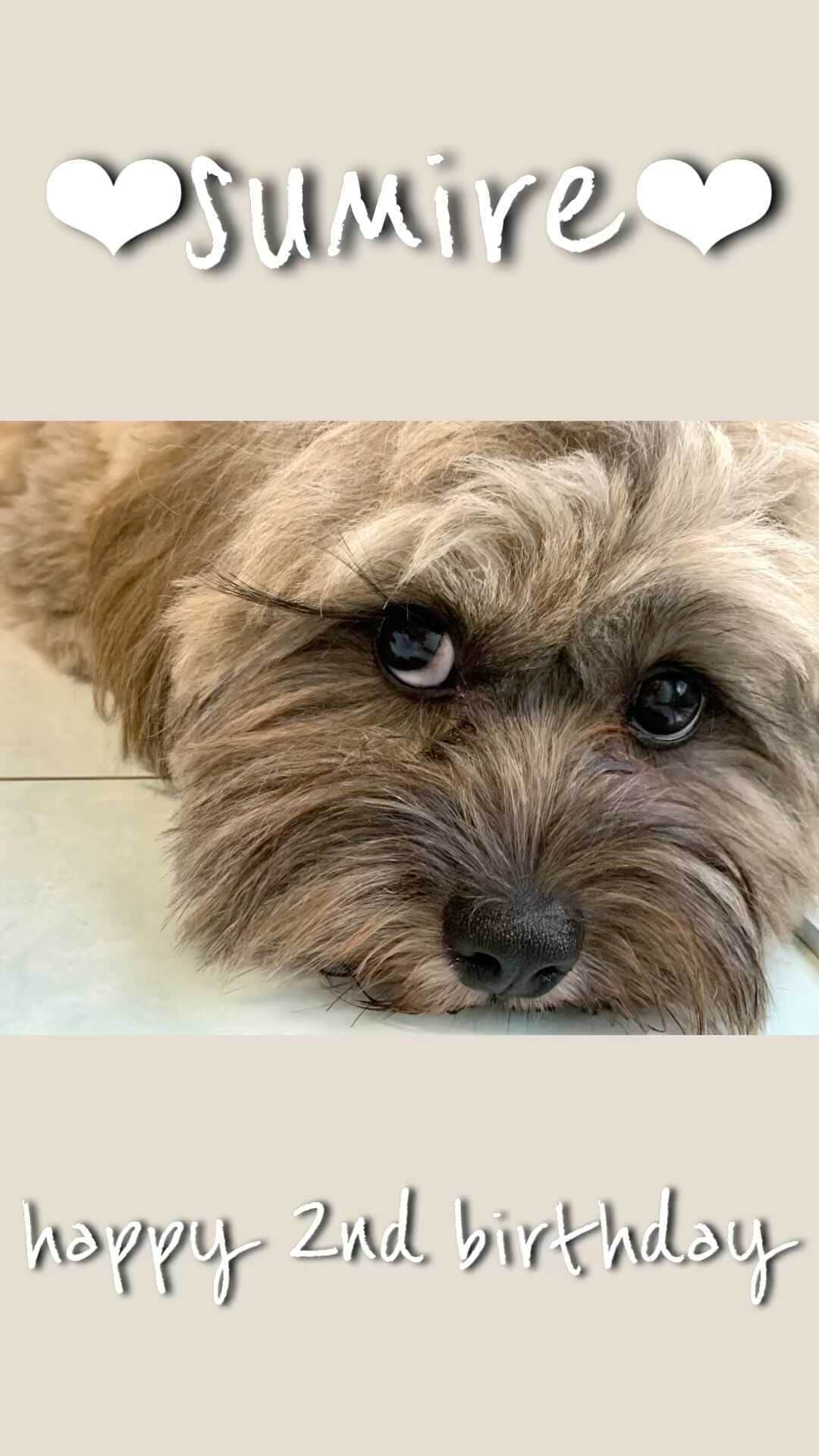 日岡なつみのインスタグラム：「すみれHappy Birthday✨ 2歳のお誕生日おめでとう🐶🎂  親バカ全開の動画作ったよ！！！  もう2歳だなんて…早いなぁ…🥲  生まれてきてくれて私と出会ってくれて ありがとうしゅみ〜 こんなに大きく元気にすくすく育ってくれて ありがとうしゅみ〜 大好きだよしゅみれ〜〜  すみれ♀MIX犬(シーズー×トイプードル) #しゅみれぐらむ   #犬 #シープー #トイプードル #シーズー #ミックス #ミックス犬 #いぬすたぐらむ🐶 #dog #dogstagram #instadog」