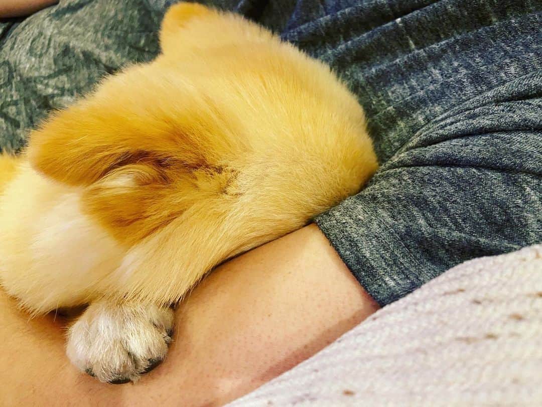 水野良樹さんのインスタグラム写真 - (水野良樹Instagram)「父ちゃんの腕に顔つっこんで寝る犬。 #ポメラニアン #いぬすたぐらむ」1月20日 23時11分 - mizunoyoshiki_teke