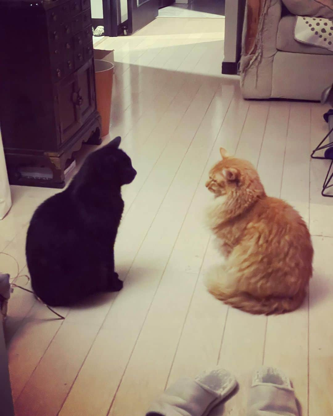 猫沢エミさんのインスタグラム写真 - (猫沢エミInstagram)「ある夜の、喫茶 たそがれバックヤードにて。  🐈　店長、パリ行きの荷物、もうまとめましたか？  🐈‍⬛　荷物……ごはん茶碗と水飲みボウルくらいしかないですけど。  🐈　……あ、たしかに。こうしてあらためて考えると、ボクらって丸腰で生きてますね。  🐈‍⬛　そうですね。洋服もないですしね。  🐈　毛皮一貫、ですね。  🐈‍⬛　ヒゲもついてますけどね。  🐈　爪もかろうじてありますね。  🐈‍⬛　……もう寝ましょうか。  🐈　……寝ましょう。  #喫茶たそがれ　#喫茶たそがれスピンアウトストーリー  #黒猫店長🐈‍⬛　#バイトのゆぴ吉🐈」1月21日 1時15分 - necozawaemi