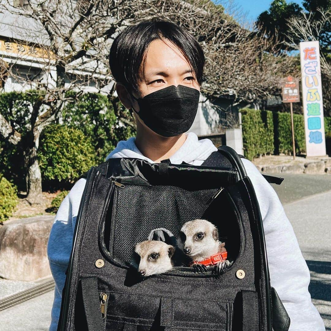 財部亮治のインスタグラム：「キリッwithだざいふゆうえんち #太宰府遊園地  #ミーアキャット」