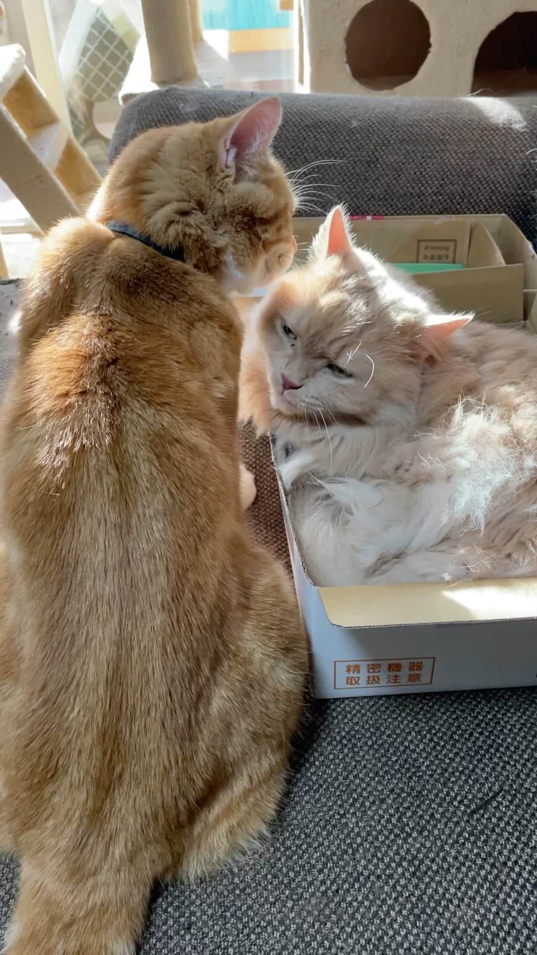 yachimon3のインスタグラム：「今日のニャンコ😻 バトルになる予感😅 #ねこのいる生活」