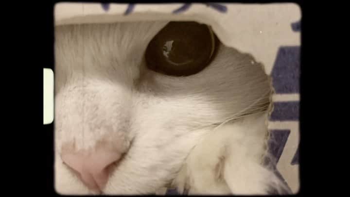 のインスタグラム：「猫パンチ」