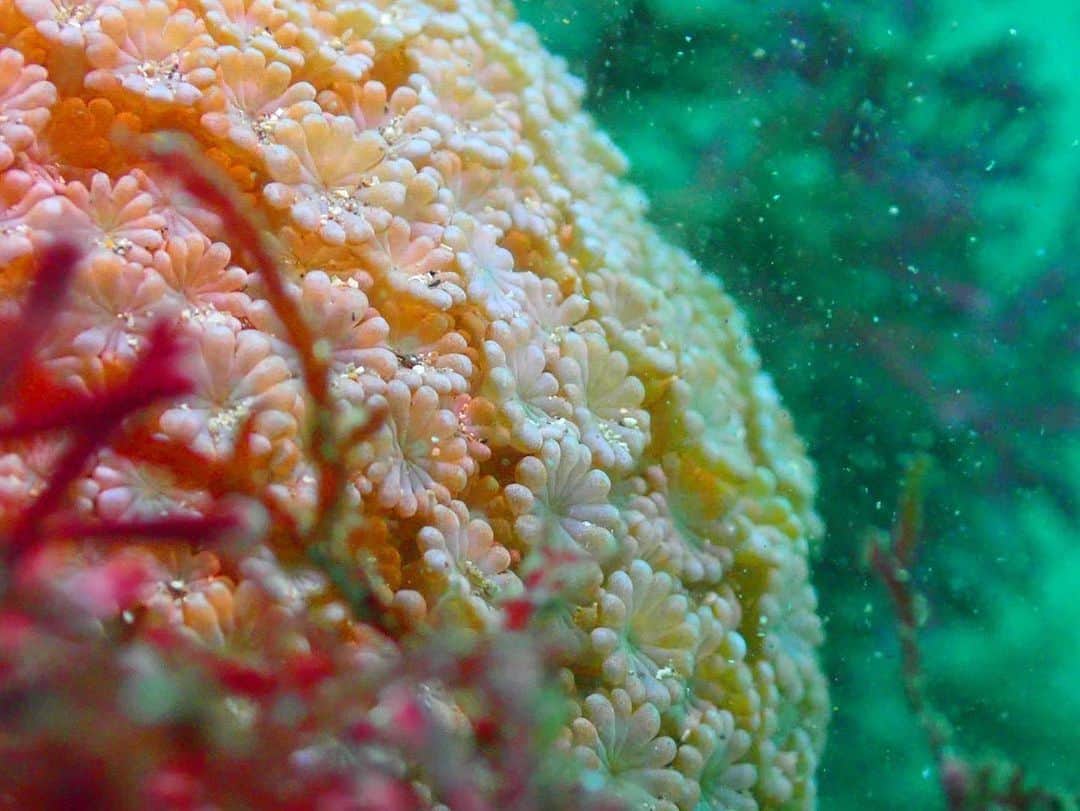 水原希子 さんのインスタグラム写真 - (水原希子 Instagram)「イソギンチャクやイソバナ 日本阿波サンゴなどの海の美しい宝石たち🧚‍♀️💫✨🌼 来年もいっぱい潜りたい😚❣️ #希子の海物語」12月28日 19時21分 - i_am_kiko