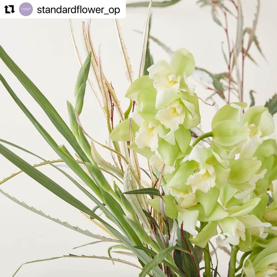 前田有紀さんのインスタグラム写真 - (前田有紀Instagram)「連載をしている小田急ポイントカードSTANDARD FLOWER. VOL.39「少しだけ、長く愛して。シンビジウム。」後編が公開されています。  ------  シンビジウムというと、冬の寒さにも強く、本当に長持ちしてくれるので花屋としても心強い存在です。思い出すのは花屋での修行時代。大晦日に大掃除をして売れ残っていたシンビジウムをお店のカウンターに生けて帰りました。  ------  コラムの続きは　@standardflower_op のウェブサイトから。  最新回 「少しだけ長く愛して。シンビジウム。」 <後編>： https://www.odakyu-card.jp/news/information/feature/  #Repost @standardflower_op with @make_repost ・・・ 小田急ポイントカードのWebコラム『STANDARD FLOWER. by YUKI MAEDA』ではフラワーアーティストの前田有紀さん（ @yukimaeda0117 ）とHibiya-Kadan Styleさん（ @hibiyakadan_style ）が、「もっと気軽に暮らしに花を」をテーマに、季節を代表する花とその楽しみ方を毎月10日・25日にご紹介しています。  12月の特集は「シンビジウム」。クリスマスらしい針葉樹との相性もばっちり。 大人っぽいボルドーの花を選べば、大切な人へ送る花にもぴったりです。  今月も皆さまの #standardflower_op をつけたお花写真の投稿キャンペーンを実施中！ 素敵なお写真を投稿していただいた方のうち、入賞された方には前田有紀さんやHibiya-Kadan Styleさん、OPカードから素敵なプレゼントをお贈りします。 公式Webコラム最新回・キャンペーンへの応募規約はプロフィールまたは以下のURLからどうぞ♪  最新回シンビジウム＜前編＞：https://www.odakyu-card.jp/news/information/feature/2021/12/10/56298/  #standardflower_op #シンビジウム #シンビジューム #cymbidium #standardflower #stayhomewithflowers #おうち時間 #花でつなぐ小田急 #花 #花のある暮らし #花が好き #フラワーアレンジメント #花好きな人と繋がりたい #前田有紀 #guiflower #ヒビヤカダン #ヒビヤカダンスタイル #ルコネル #hibiyakadan #hibiyakadanstyle #reconnel #ハナノヒ #小田急線 #小田急ポイントカード #opカード #flower #flowers #flowerstagram #flowerlover」12月29日 7時06分 - yukimaeda0117