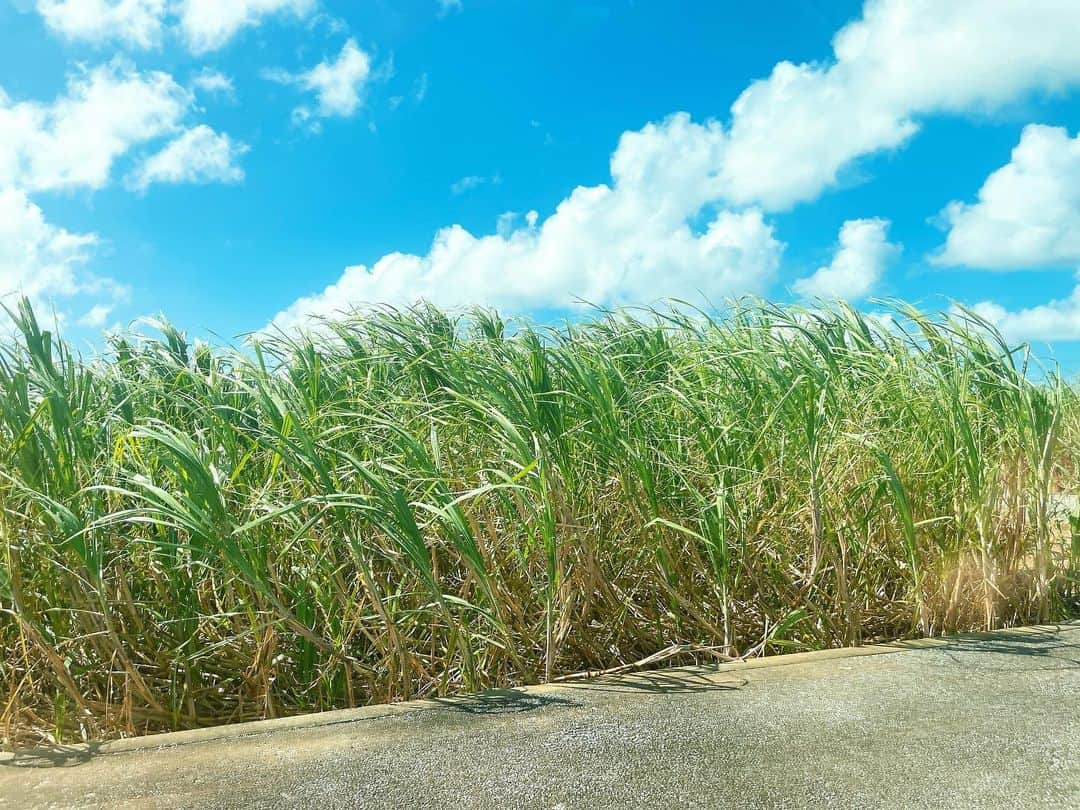 山岡実乃里さんのインスタグラム写真 - (山岡実乃里Instagram)「今更夏の思い出w🏝 って言っても誕生日に行った宮古島です🙋‍♀️🏖  行った時は30℃で夏を感じたけど 帰ってきた瞬間の13℃は寒くてびっくり😂  #宮古島 #宮古島旅行  #誕生日旅行 #miyakojima  #miyakoisland #birthdaytrip」12月29日 7時50分 - minorin1016