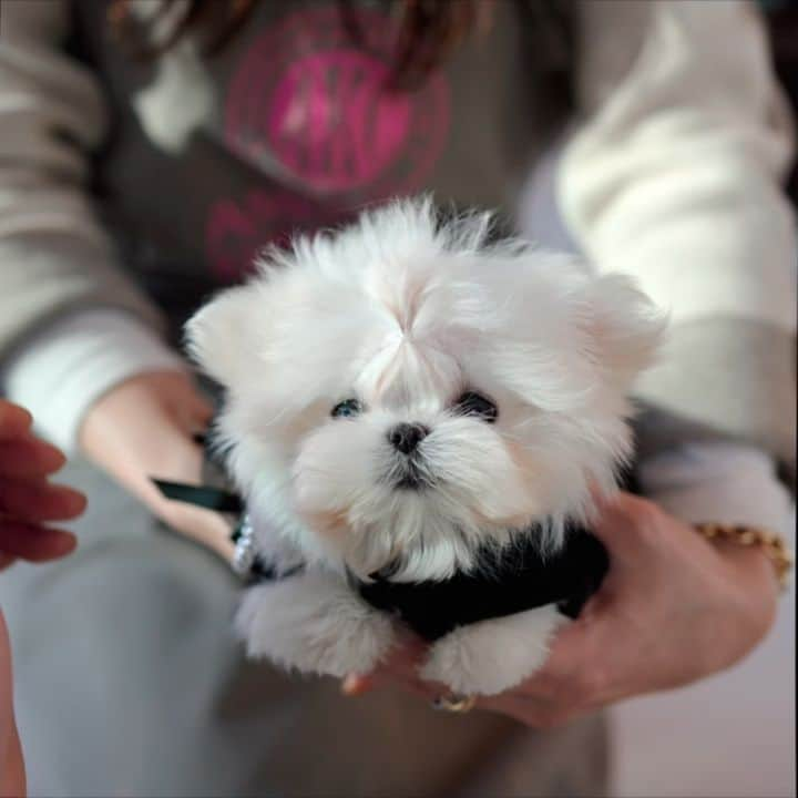 Rolly Pups INCのインスタグラム：「What a fluffy hair! Love you "BLANC"❤ . For further assistance, please DM 📩  . . #maltese #malteseofinstagram #maltesesofinstagram #malteselover #malteselovers #maltesepuppy #maltesegram #teacuppuppies #teacupmaltese #puppygram #puppylove #puppiesofinstagram #puppyoftheday #puppy」