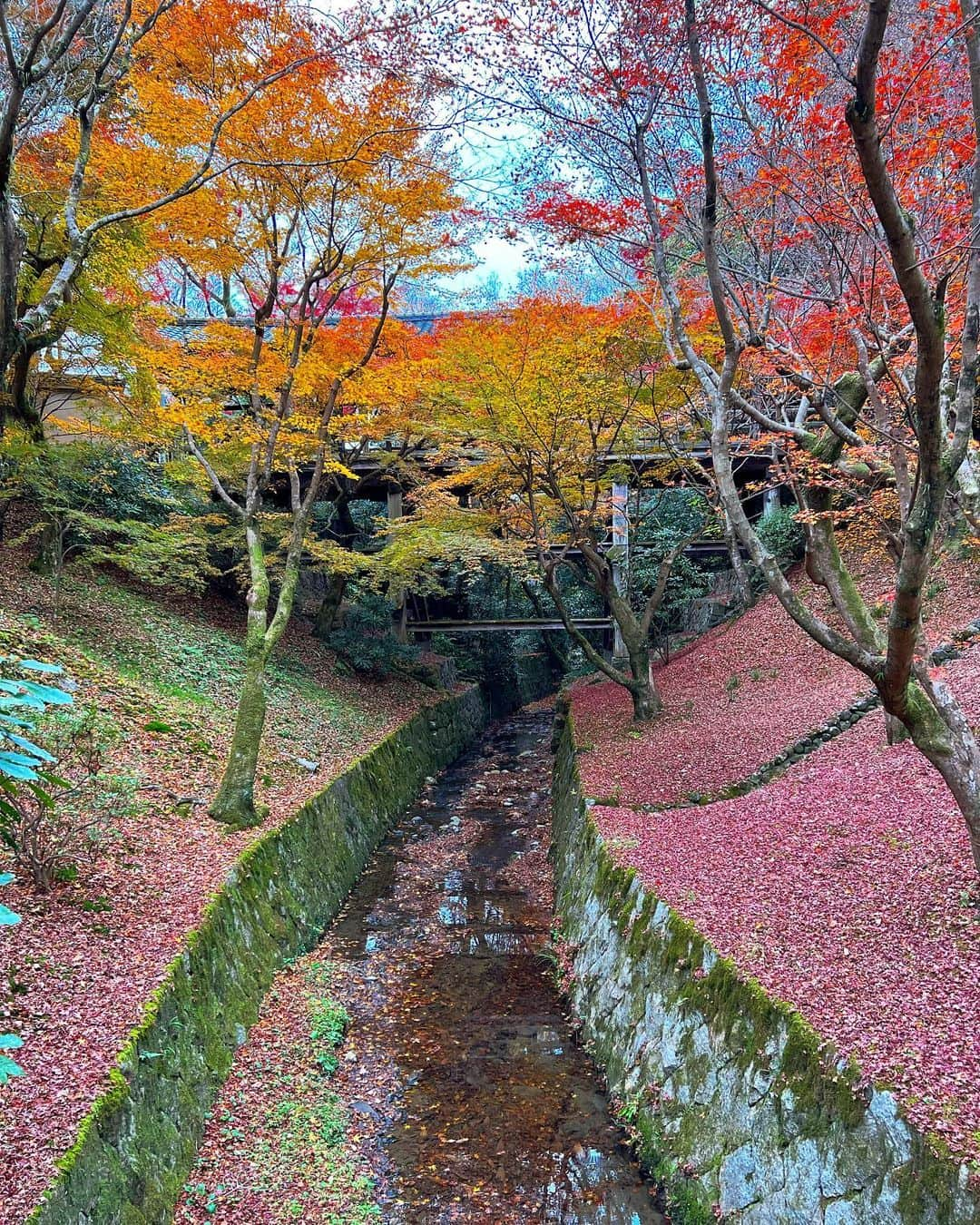 得あゆさんのインスタグラム写真 - (得あゆInstagram)「京都に紅葉観に行った時の🍁 (めっちゃ時差。笑)  ここは東福寺さん🍁→→→→ ピークを過ぎていったのにも関わらず 見応え抜群でした🤍 来年はどこいこうかな〜！ おすすめあれば教えて下さい🤍 ・ ・ ・ ・ ・ ・ ・ ・ ・ ・ ・ ・ ・ ・ ・ #東福寺#紅葉#京都#京都観光#京都紅葉#紅葉スポット#紅葉デート#紅葉狩り#お寺巡り#京都グルメ#子育てママ#主婦#ママコーデ#ママファッション#ママカメラ#ママライフ#夫婦デート#家族旅行#思い出#年末#年末年始#今年もあと少し#今年もお世話になりました#プレママ#プレママライフ#コート#kyototrip#autumnleaves#kyotojapan#temple」12月29日 21時35分 - tokuayu819