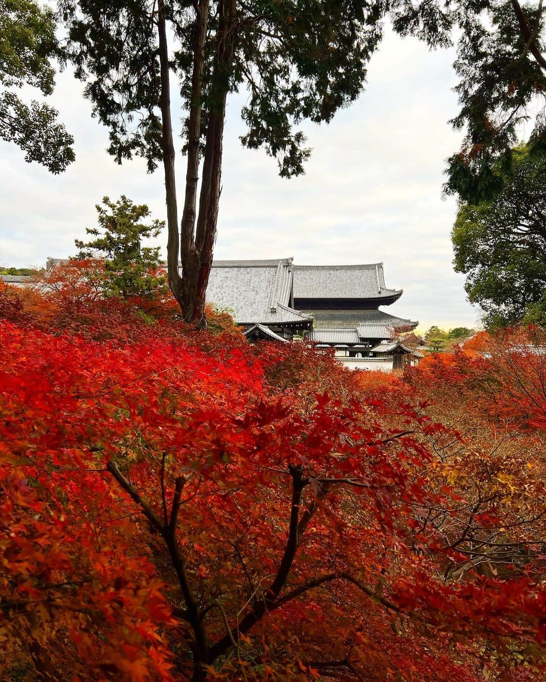 得あゆさんのインスタグラム写真 - (得あゆInstagram)「京都に紅葉観に行った時の🍁 (めっちゃ時差。笑)  ここは東福寺さん🍁→→→→ ピークを過ぎていったのにも関わらず 見応え抜群でした🤍 来年はどこいこうかな〜！ おすすめあれば教えて下さい🤍 ・ ・ ・ ・ ・ ・ ・ ・ ・ ・ ・ ・ ・ ・ ・ #東福寺#紅葉#京都#京都観光#京都紅葉#紅葉スポット#紅葉デート#紅葉狩り#お寺巡り#京都グルメ#子育てママ#主婦#ママコーデ#ママファッション#ママカメラ#ママライフ#夫婦デート#家族旅行#思い出#年末#年末年始#今年もあと少し#今年もお世話になりました#プレママ#プレママライフ#コート#kyototrip#autumnleaves#kyotojapan#temple」12月29日 21時35分 - tokuayu819