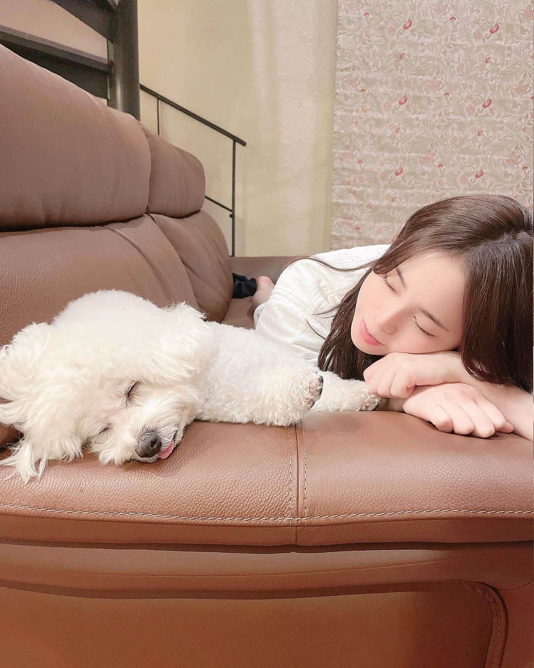 西村歩乃果のインスタグラム：「爆睡してるルイスの真似👅  #ビションフリーゼ　#dog」