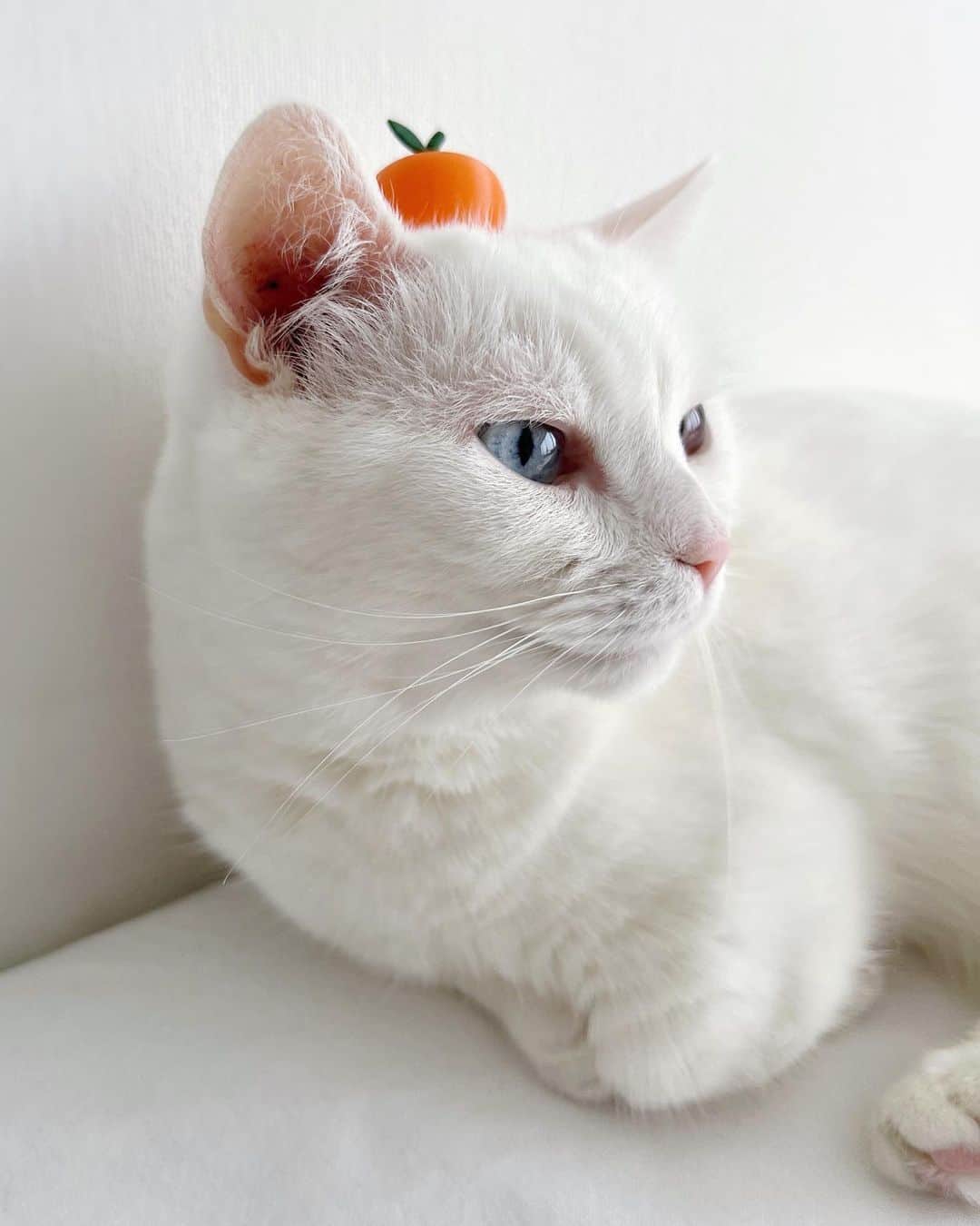 ダニョ（鈴木えみ）のインスタグラム：「#鏡餅 #danyo #danyocawaii #munchkin #whitecat #catstagram #catlovers」