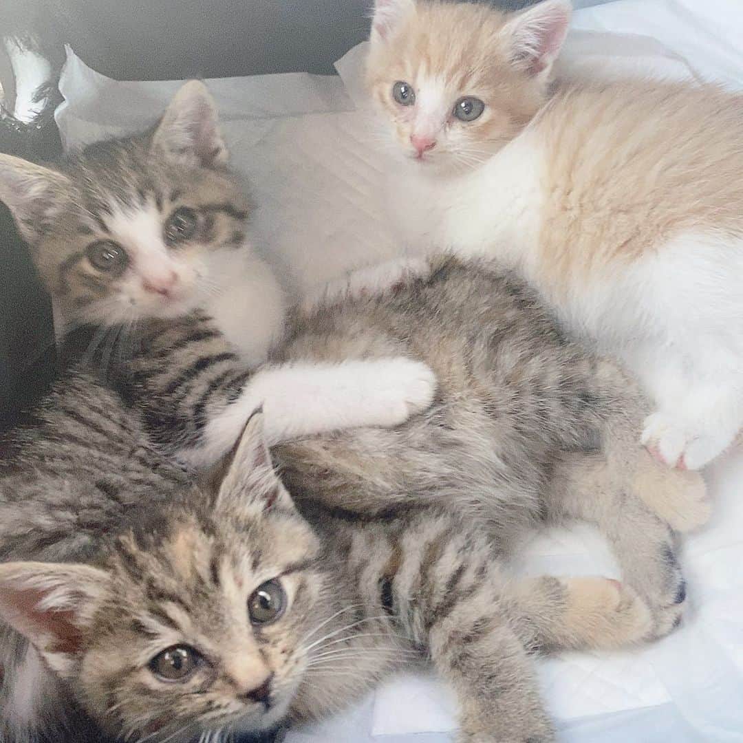 わかにゃん。のインスタグラム：「本日、捨てられてた保護猫ちゃん3匹 を引き取りまして家族が増えました🧸  ジェラくん、るうちゃん、あんちゃん と名付けました🏡  帰ってきてからお風呂入って乾かして 爪も切っておくすり💊とごはんたべて 目薬もよくがんばりました🧴  今はぽかぽかお部屋でたくさん おもちゃで遊んですやすや…💤  猫ちゃんのTwitterアカウントも作りました〜！インスタもフォローしてね！」