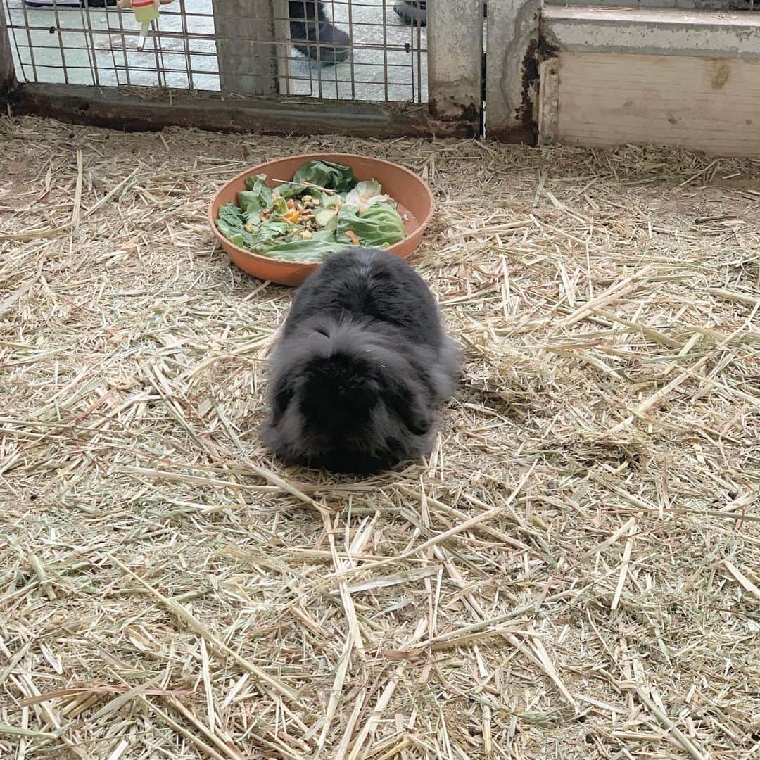 當眞清良さんのインスタグラム写真 - (當眞清良Instagram)「. 🐰🧏🏻‍♀️🐔🐰 . #いいね #いいね返し #フォロー #フォロー返し #fff #lfl #l4l #f4f #좋아요 #좋아요반사 #좋아요태러 #좋아요환영 #인스타그램 #팔로우 #인친 #인친황영 #친스타그램 #소통 #맞팔 #선팔 #선팔하면맞팔 #셀카 #셀카놀이 #셀카타임 #셀카샷 #셀피 #셀카그램 #얼스타그램」12月30日 13時35分 - kiyotalo