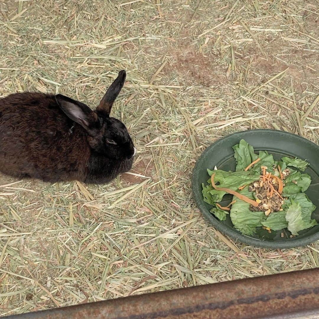 當眞清良さんのインスタグラム写真 - (當眞清良Instagram)「. 🐰🧏🏻‍♀️🐔🐰 . #いいね #いいね返し #フォロー #フォロー返し #fff #lfl #l4l #f4f #좋아요 #좋아요반사 #좋아요태러 #좋아요환영 #인스타그램 #팔로우 #인친 #인친황영 #친스타그램 #소통 #맞팔 #선팔 #선팔하면맞팔 #셀카 #셀카놀이 #셀카타임 #셀카샷 #셀피 #셀카그램 #얼스타그램」12月30日 13時35分 - kiyotalo