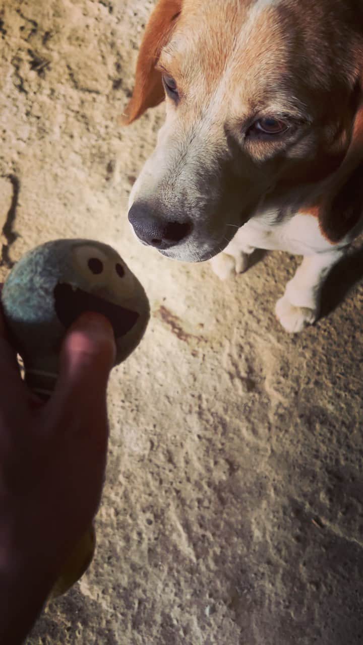 のインスタグラム：「Sorry...I'm not interested.🐶  子供の頃にあんなに興味津々で遊んだおもちゃに全く反応してくれません。 これが大人になるってことなのか…  #beagle #dog #dogstagram #beaglelove #beaglelife #beaglelover #beaglestagram #notinterested #愛犬 #🐶 #興味なし」