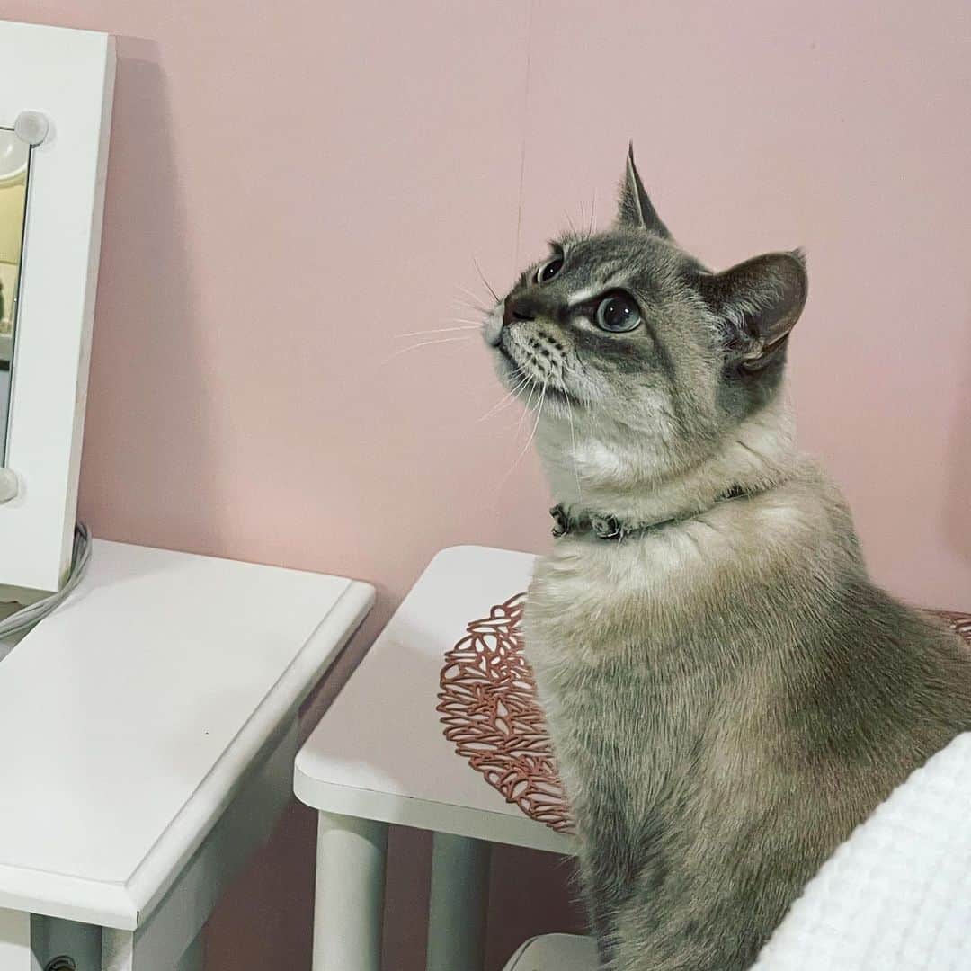 のインスタグラム：「甘えんぼクララ🐈  #春名風花 #猫 #良いお年を」