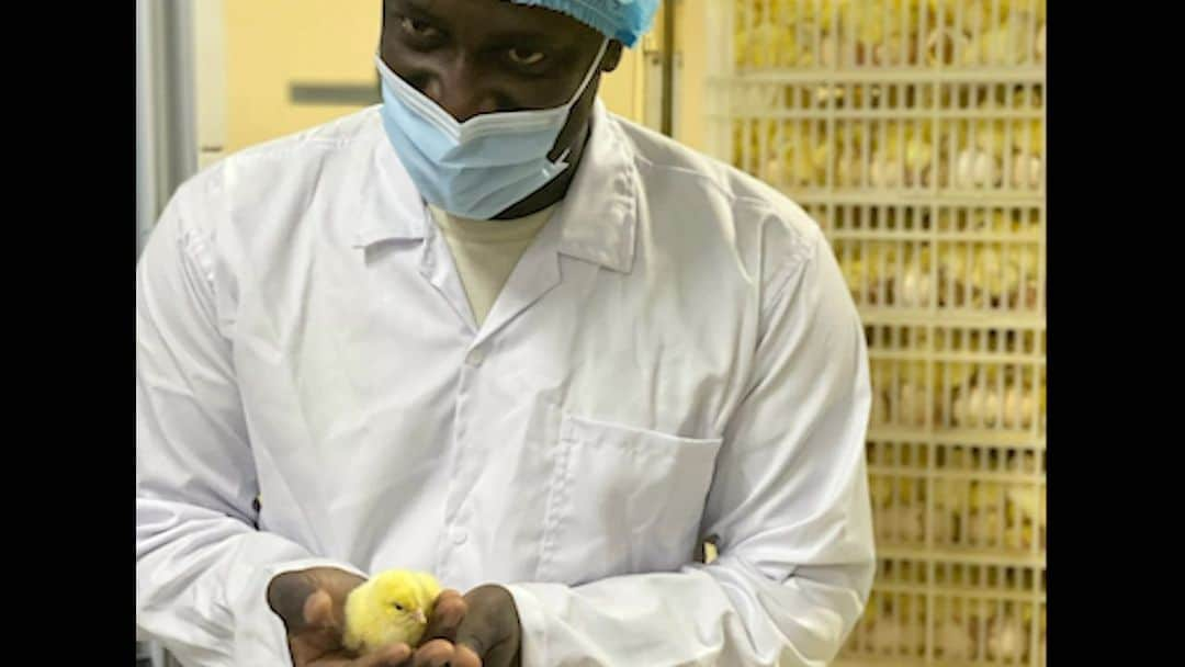 サロモン・カルーのインスタグラム：「2030. #diamakaviculture #Abidjan #poussins #fao #DiamakGroupe #agriculture #cotedivoire 🇨🇮」