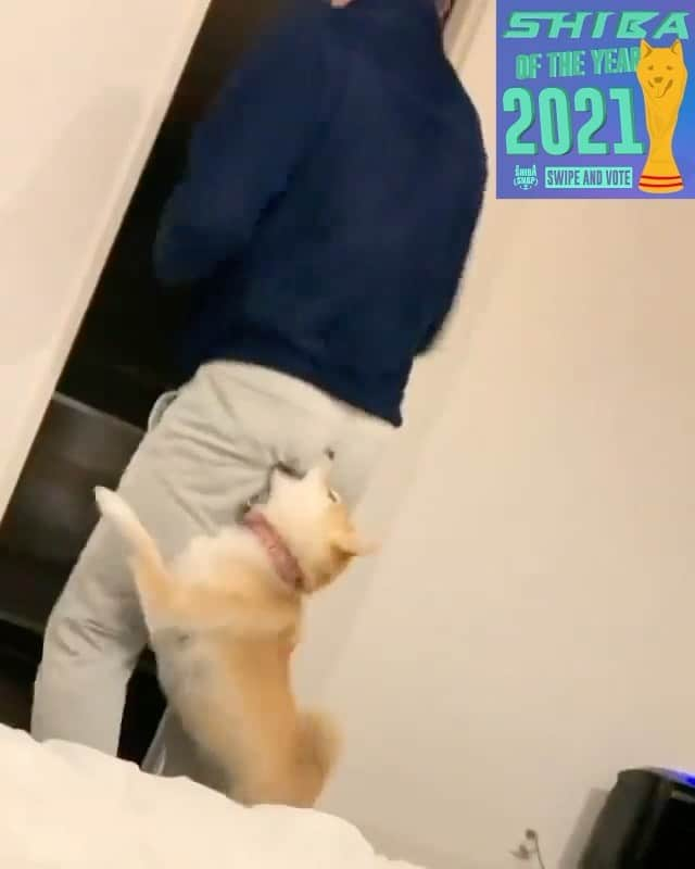 柴スナップのインスタグラム：「🏆SHIBA OF THE YEAR 2021🏆  Best of shiba movie 2021📹 2021年度のシバオブザイアー動画部門は Haru @haruharu040777  今回は2強で、2番目の方とは僅か数票差でした💦そんな中選ばれたのがハルくんのこの柴動画！  普段温厚なハルちゃんがオッサンのケツにゴリゴリの敵対心😂面白すぎる！  みなさん今年も1年ありがとうございました😊 また来年も楽しくできたらと思います。これからも宜しくお願いします！  #🐕📷 #shibaoftheyear #シバオブザイアー #shibaoftheyear2021」