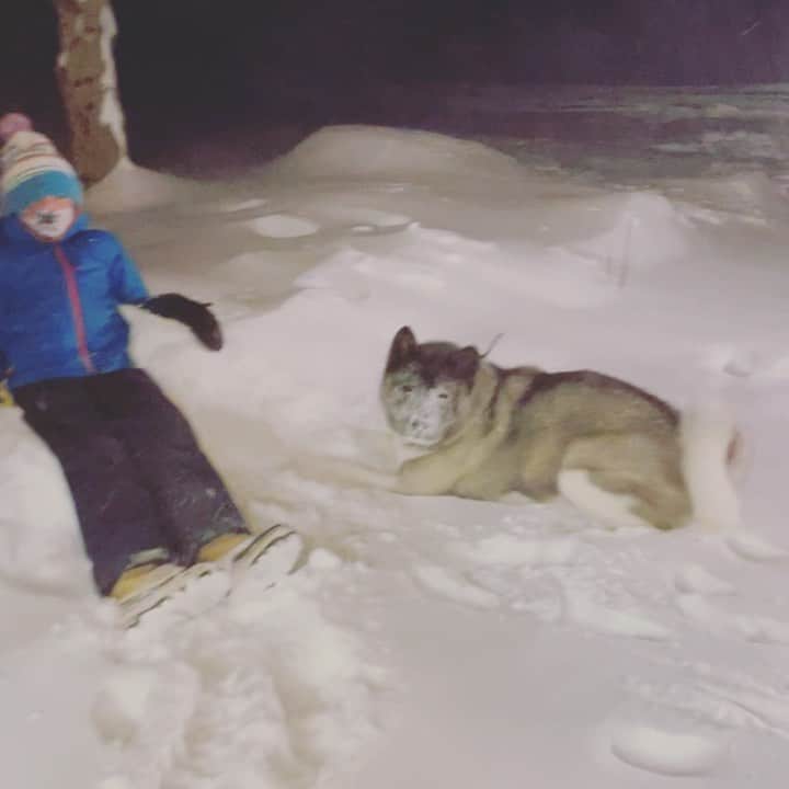 エリック・クリスチャン・オルセンのインスタグラム：「The daily 6am run of @aspentheakita with the golf Cart. Really testing the theory that there is no such thing as bad weather, just bad gear. #questionableparenting  #akita #dadlife #riseandfreeze #earlybirdgetsthefrostbite #comegetusoutofthissnowyditch」