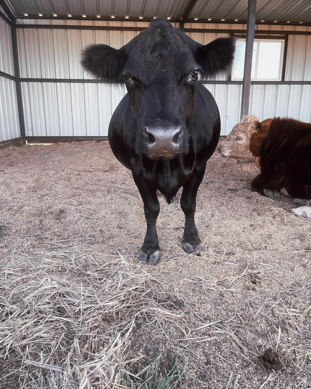 ガブリエル・ダグラスさんのインスタグラム写真 - (ガブリエル・ダグラスInstagram)「meet lylah everyone 🖤🐄  she RUNS the herd lol   she has a bun in the oven and is about to give birth soon 🙆‍♀️ !! would LOVE some help with names 🥺 comment some cute f/m names below 🤍   ( really hoping she pops out a girl😍) i’ll keep you guys updated 🐥」12月31日 5時14分 - gabbycvdouglas