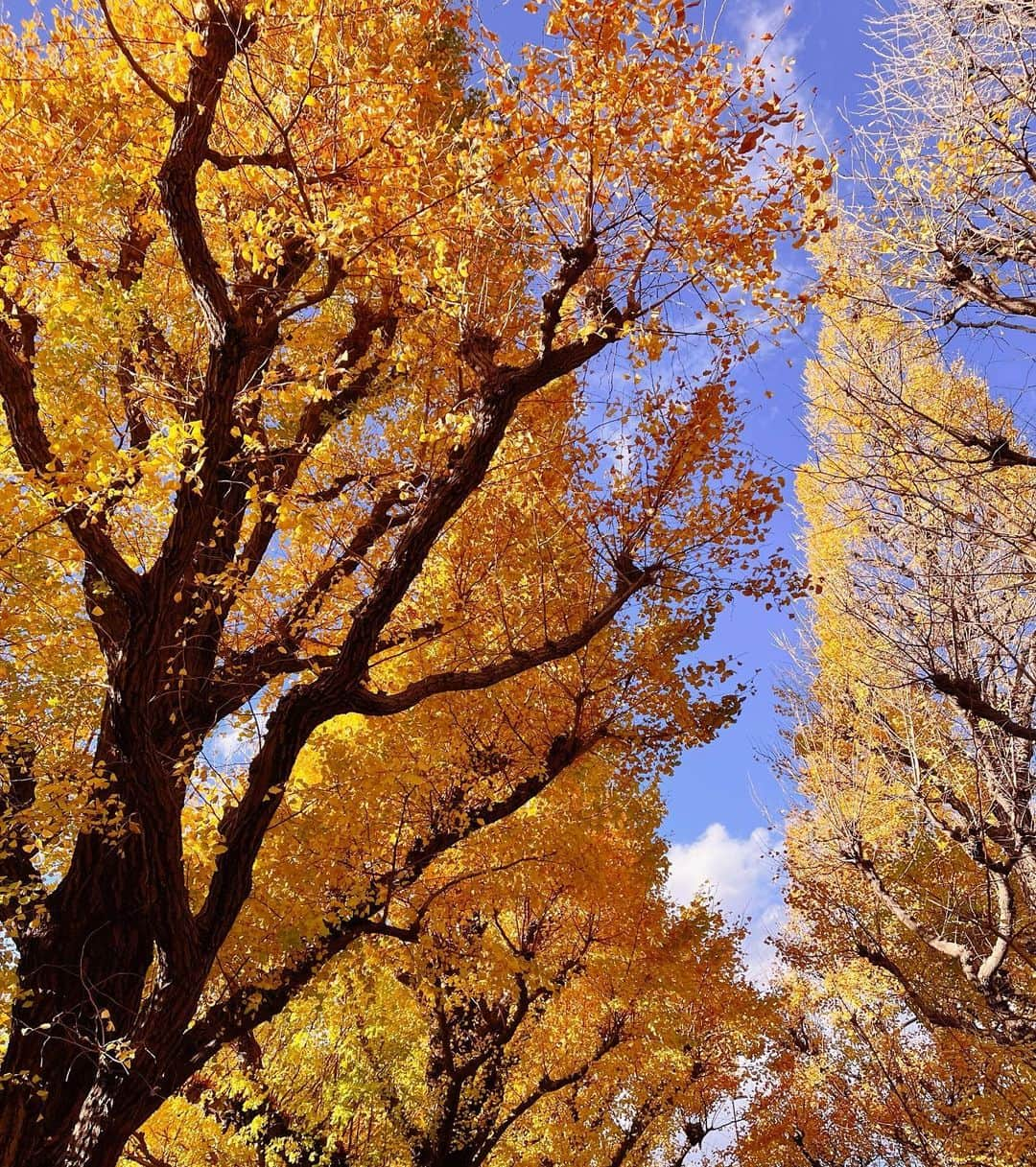 ななぴさんのインスタグラム写真 - (ななぴInstagram)「秋の色味大好き🍁 日本にいるとどんな季節も意味があり 全てが美しくてどれも素晴らしいって思う☺️  前は春夏が好きだったけど いまは秋冬も大好き❤︎  #tokyo #銀杏並木」12月31日 11時59分 - __nanapgram__