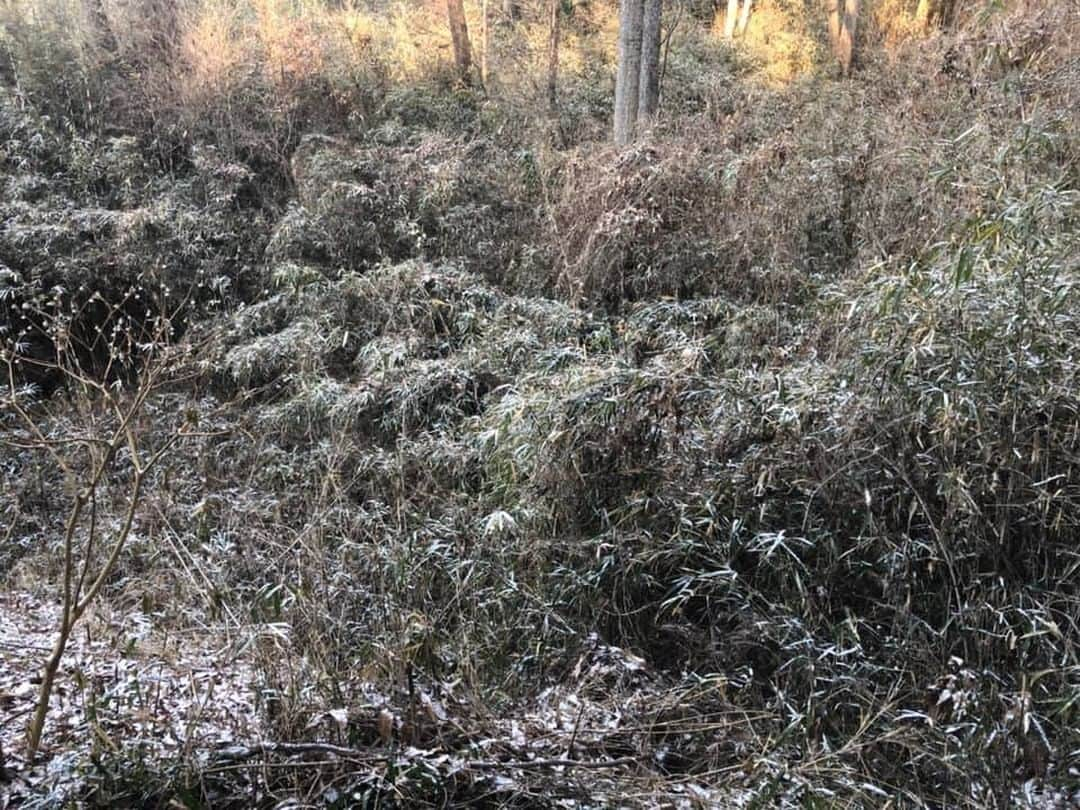 我妻マリさんのインスタグラム写真 - (我妻マリInstagram)「南斜面の森に初雪が朝方降りましたとても綺麗です。新年も良い事が沢山ありますように！！そして今年も皆様と楽しく交流させて頂きましてありがとうございました。どうぞ良いお年をお迎えください。」12月31日 12時36分 - azumamari