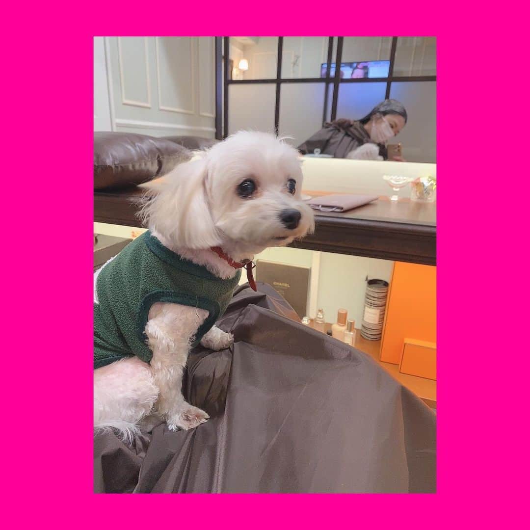 成田梨紗のインスタグラム：「久しぶりの登場🐶ずっとお世話になってるメイクさんの愛犬ビビちゃん🐶 年末数年ぶりに会えました🐶 動物苦手なわたしが唯一触れるわんころ🐶 膝の上でスヤスヤ寝てくれてかわいかった💤 来年こそは！ 猫ちゃん触れるようになりたい…🐱！ ⁡ ⁡ もうあっという間に大晦日💨 ⁡ 今年は自分で決断することが多く、少しは自分に自信が持てるようになった気がします。 ⁡ 来年もたくさん笑ってられたら良いな〜☺️✨ ⁡ 今年もみなさまありがとうございました。 良いお年をお迎えください！ ⁡ #動物克服 #進行中 #大晦日」
