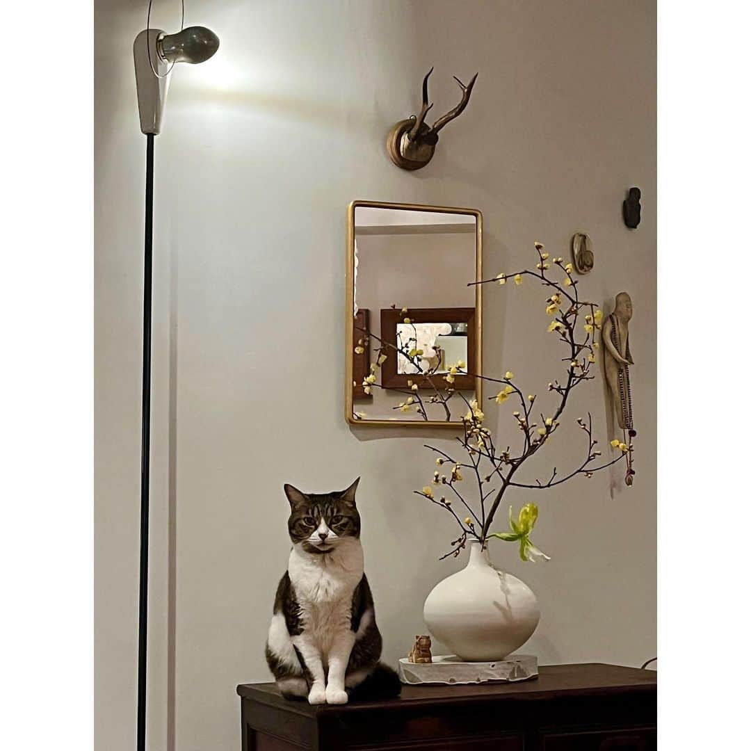 石井佳苗さんのインスタグラム写真 - (石井佳苗Instagram)「⁡ 2021年大晦日 一年で一番感謝で溢れる日。 ⁡ 大晦日の空気がとても好きです。 ⁡ 一年のありがとうを部屋中に充満させて。 ⁡ 皆様、良いお年をお迎え下さい！ ⁡ #2021大晦日 #洗面室のお飾りは手作り #黒田泰蔵さんの壺にはロウバイと蘭 #虎の置物は奈良の一刀彫 #猫シャインズ #メグ」12月31日 14時38分 - kanaeishii_lc