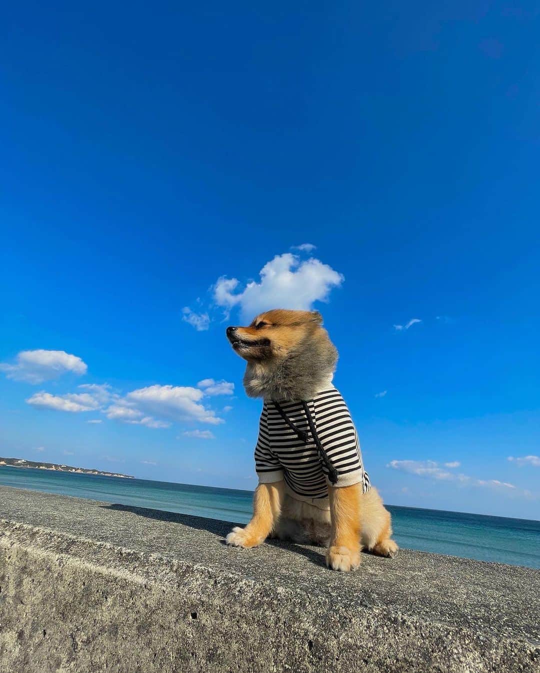 KITAKAZE & LILIのインスタグラム：「みんな今年もありがとね😁🐶来年も俺とリリをよろしくお願いします！良いお年を✨来年も爽やかな一年になりますように☀️🐳  冬の海激寒w  #リリスタグラム#lilistagram#ポメラニアン #ポメラニアンが世界一可愛い #ポメラニアン部 #ポメ #ポメスタグラム #犬 #犬バカ部 #いぬのきもち #いぬぐみ #いぬすたぐらむ #ふわもこ部#ティックトック #pomeranian #pomeranians #pomeranianlove #pomeraniansofinstagram #pom #dog #dogstagram #doglover #doglife#tiktok#tiktoker#mignondog#mignonmamour#海#冬」