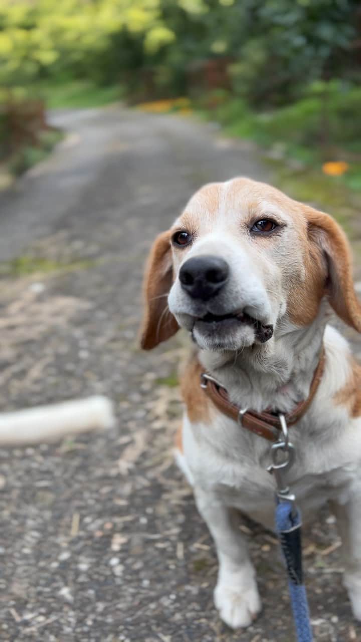 辻怜次のインスタグラム：「2021年の待て納め。  なにその顔？！🤣🐶 奇跡の顔が撮れました。  2021年も大変お世話になりました。 皆さまにとって2022年も良い年でありますように。  良いお年をお迎えください。  #beagle #dog #japanesedog #dogstagram #doglover #beaglelove #beaglelife #beaglelover #beaglegram #beaglestagram #stay #待て #変顔 #ほっぺたのお肉どうなってんのそれ #🐶 #🤣」