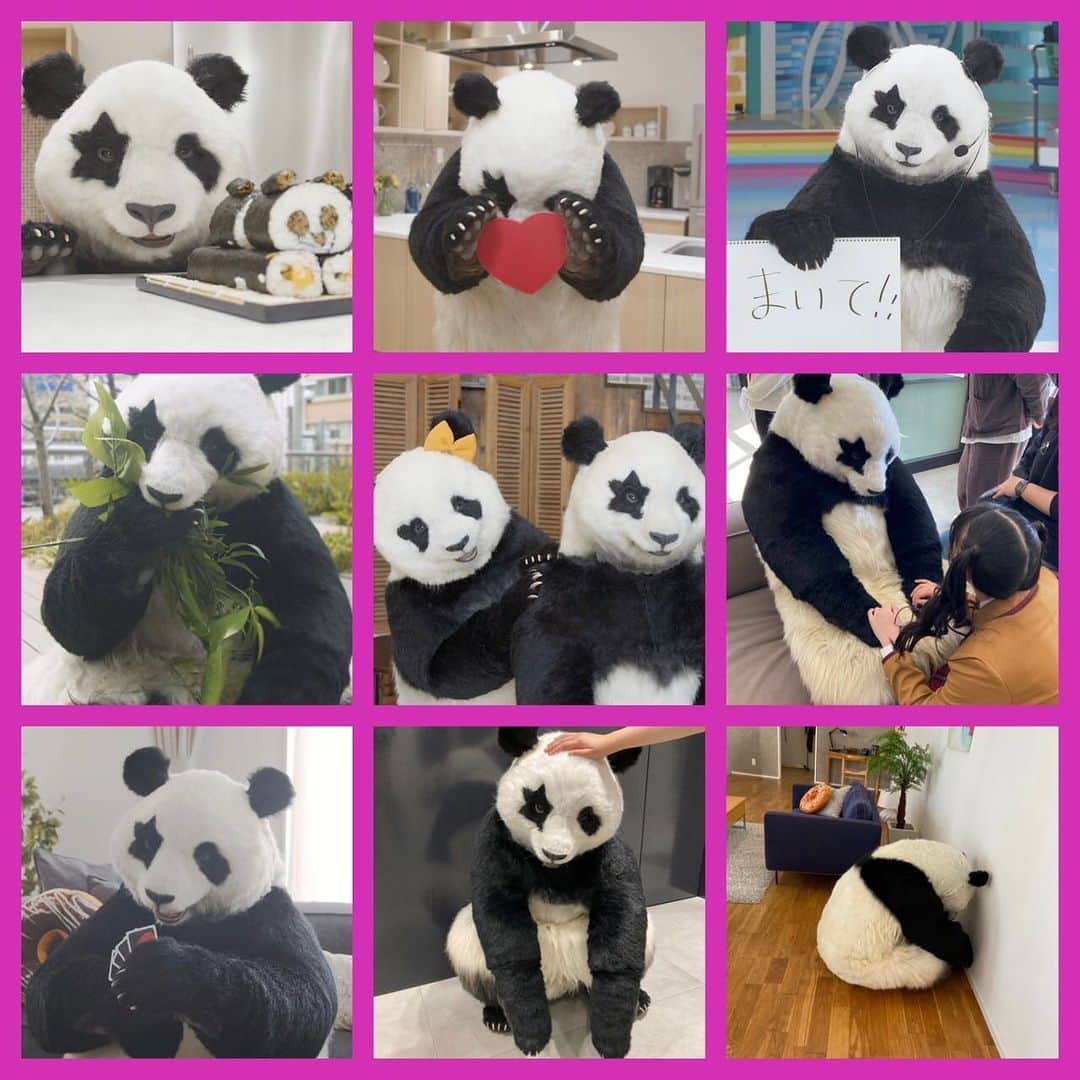 星星（セイセイ）さんのインスタグラム写真 - (星星（セイセイ）Instagram)「🐼🐼🐼🐼 #大晦日 . 2021年もあとちょっと！ 今年はどの🐼がお気に入りだった〜⁉️ #パンダまみれ #星星ベストチョイスはどれ？ . #星星 #パンダ #panda #pandagram #パンダ好きな人と繋がりたい #ZIP!」12月31日 18時23分 - seisei_panda