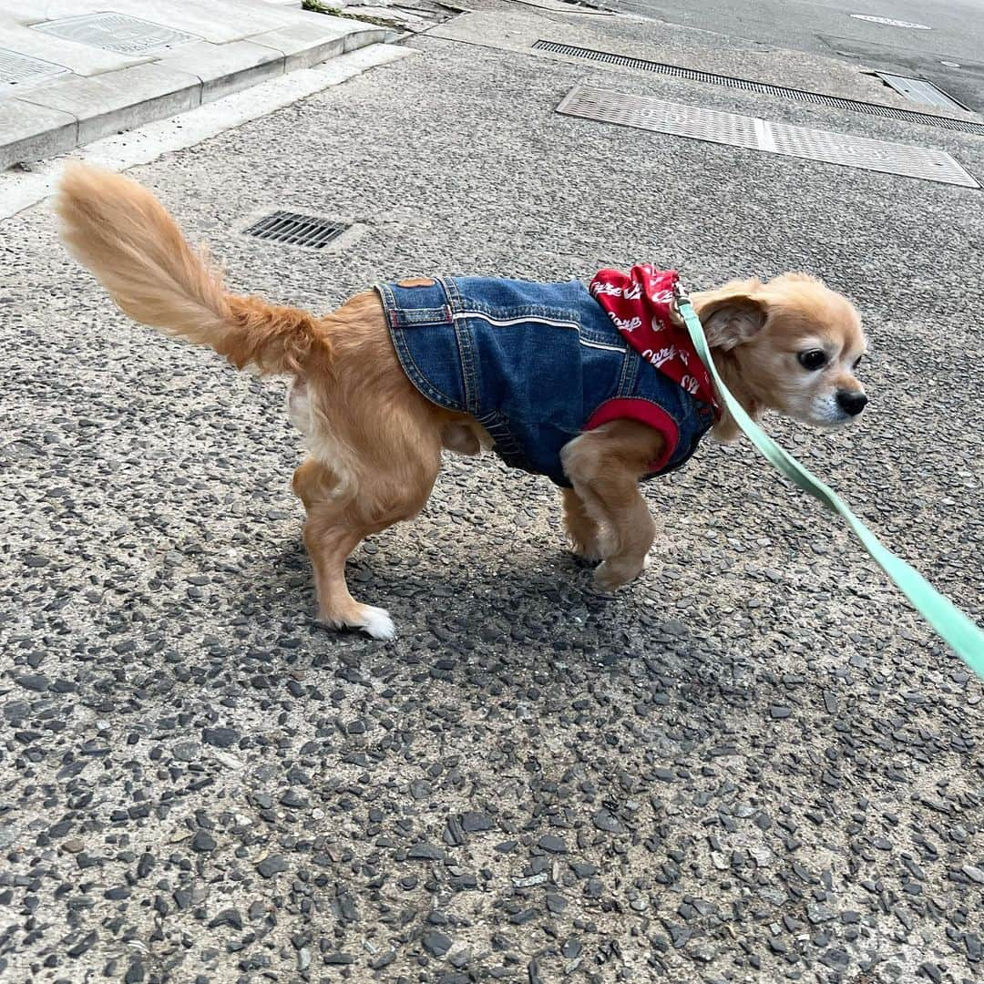 楪望さんのインスタグラム写真 - (楪望Instagram)「ウォルトさん🐕散歩納め🐾 * 無事、広島帰ってきましたよっと⛄️ #walt #dogstagram #doggo #いっぬ #犬 #お散歩 #carp #カープ #広島 #🐕」12月31日 18時32分 - nozomi_yuzuriha_official