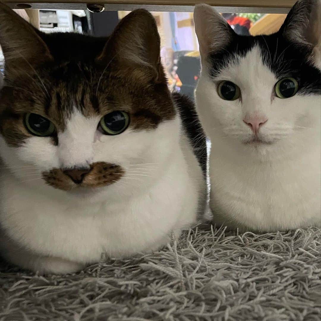 ghemtexのインスタグラム：「今年も概ね一緒にいました。#年の瀬 #猫」