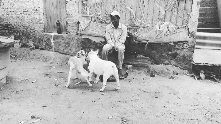 ラファエルのインスタグラム：「this is the 1st time Marcos saw a Bull terrier on his life! How cool is that ? In the first seconds he was uncomfortable with JIMMY, worried about his behaviour and completely fascinated to JIMMY’s shape! JIMMY was just interested on his new friend and to steal Marcos fruits inside his bag. The first real bull terrier I remember to see was the bull terrier from Babe: Pig in the city (1998). And the cartoons Scud from Toy Story (1995), Sharky from Eek the cat (1992) and Spunky from Rocko’s Modern Life (1992). Do you remember the first time you saw a bull terrier? . . essa foi a primeira vez que Marcos viu um Bull Terrier na vida!  nao eh do caralho ?  Nos primeiros segundos ele estava desconfortável e desconfiado com o JIMMY, preocupado com seu comportamento e completamente fascinado com a sua forma! JIMMY só estava interessado no cachorro do Marcos e em roubar frutas de dentro de sua bolsa.  O primeiro bull terrier de verdade que me lembro de ter visto foi o bull terrier de Babe: Pig in the city (1998). E os desenhos animados Scud de Toy Story (1995), Sharky de Eek the cat (1992) e Spunky de Rocko’s Modern Life (1992). Você se lembra da primeira vez que viu um bull terrier?」