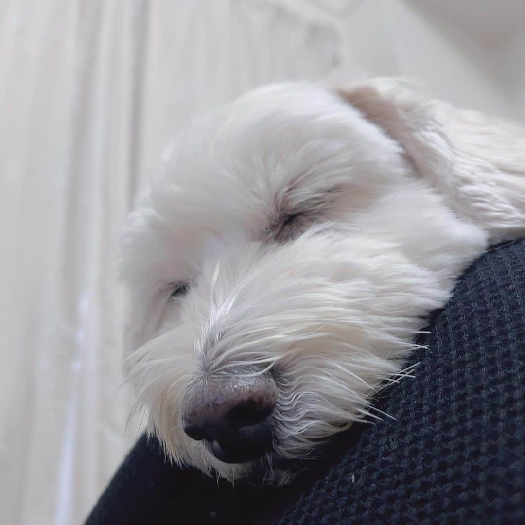 鮭山未菜美さんのインスタグラム写真 - (鮭山未菜美Instagram)「久しぶりに実家で愛犬まるちゃん🐶に会えて喜びの鮭山🐟ﾋﾞﾁﾋﾞﾁ 写真ばかみたいに撮っている。」12月31日 23時27分 - shakeyama373