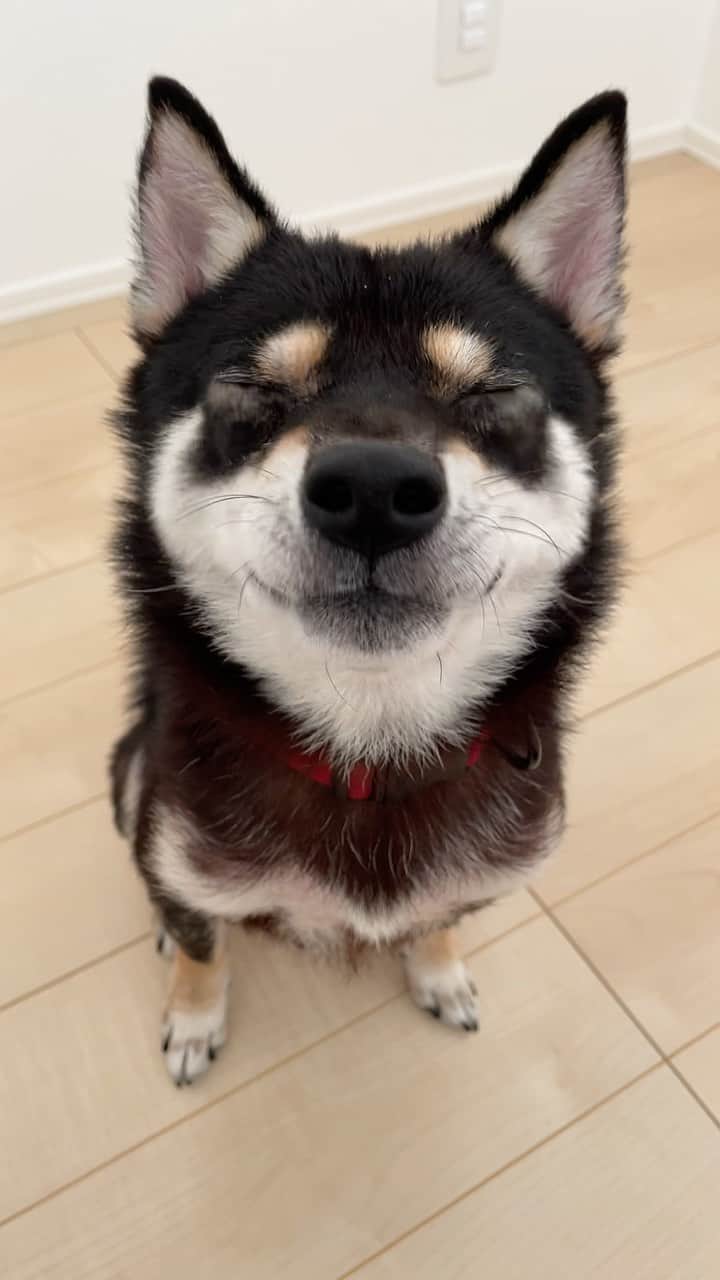 まめ丸のインスタグラム：「* * とうとう2021年もあとちょっとでおわりだね🐶 今年もぼくもたくさんなかよくしてくれて ありがとうございました🐶💓 今年はママのお仕事がたいへんだったり ぼくのアレルギーがひどくなっちゃったり ちび丸くんが保育園からいろいろもらってきて 家族みんな体調くずすことが多かったりして なかなか投稿できなくてごめんね🐶💦 来年はもっとがんばるので また来年もよろしくおねがいします🐶💓 * * #パパママちび丸くんと毎日あそんでもらった1ねん #来年もたのしいことたくさんありますように🐶⭐️ #カバー画像のおかお🤣 *  #柴犬#豆柴##柴#黒柴#犬#しばいぬ#shiba#shibainu#shibalove#shibastagram#shibagram#instadog#dogstagram#dogsofinstagram#puppysofinstagram#dog#instashiba#weeklyfluff#boopthesnoot」