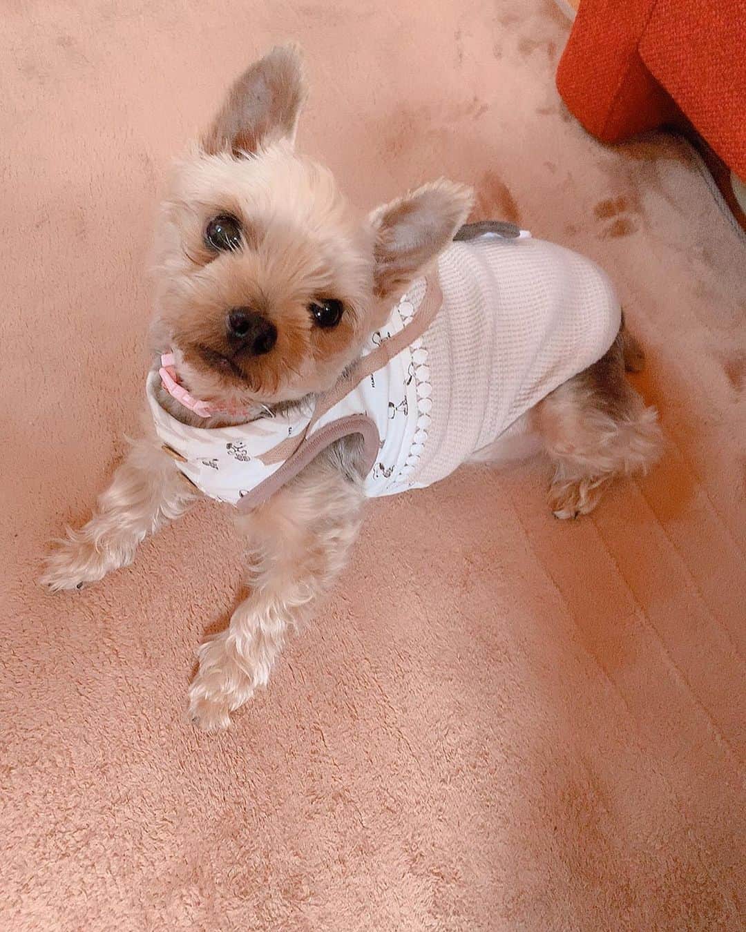 近藤玲奈のインスタグラム：「あけましておめでとうございます！！🎍🌅 ⁡ 今年も、目標に向かって着実に進んでいける年にしていきたいです！！✨ ⁡ ウタはずっとコタツで寝てる笑 そして私はおもちを食べまくってウタとのんびりしています☺️ ⁡ 今年もよろしくお願いします🌸」
