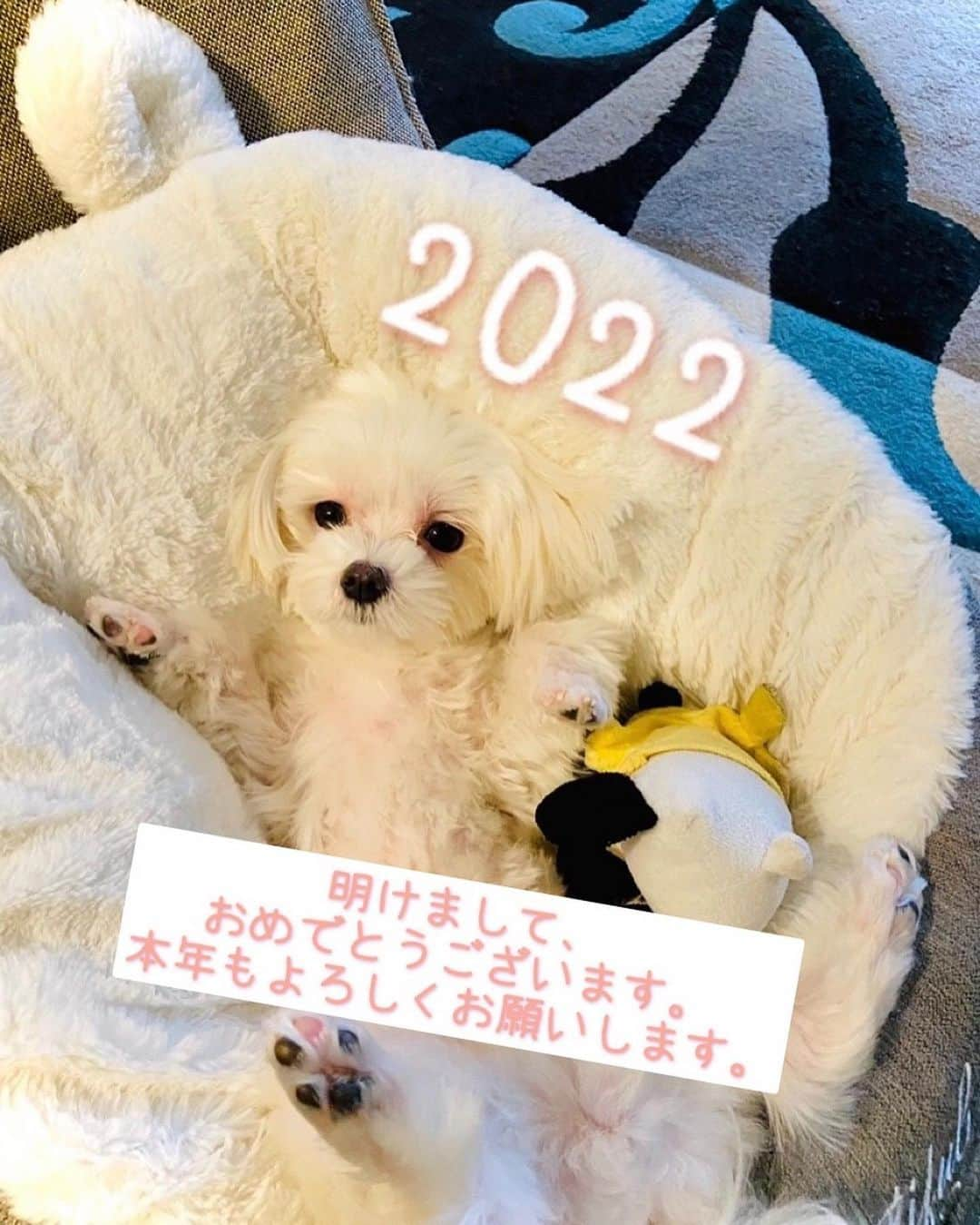 海帆のインスタグラム：「Happy New Year!!㊗️😆 皆さん、あけましておめでとうございます。 本年もどうぞよろしくお願いします！！  - 2022年は『Exploring My Life』を胸に駆け抜けていきます💪人生山あり谷あり、どんな失敗も成長の糧にして、前向きに頑張っていきたいです。  疲れたら、ビッグスクリーンで映画を観に行ったり、仲間や友達、大切なメンバーと共に時間を過ごしてリフレッシュリフレッシュ！！  2022年も初心を忘れずに、"人生"という旅を楽しんでいきたいです。  - 去年を振り返ると、オーディション番組を経て人生で初めて『夢』を抱く事ができました。自分を深く知り、人生についてよく考えた年でした。沢山の方が応援して下さり、沢山の愛を受けて、夢に向けた希望を貰いました。感謝の年でもあります。謙虚に、誠実に、感謝の気持ちを胸に今年も前に突き進みます。  まだまだ未熟で、学ぶことがてんこ盛り盛りですが2022年もBoppin'していきます！！  Love OCTPATH! Love THme! Love Racco! Love my family!  Love myself! Love Yoshimoto!  Big Love & Peace!!」