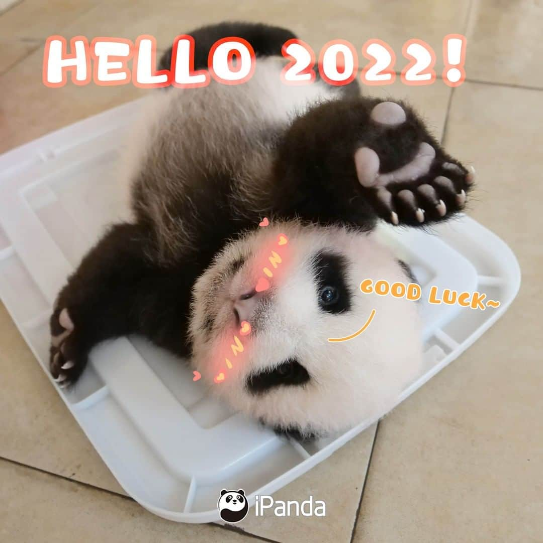 iPandaさんのインスタグラム写真 - (iPandaInstagram)「Hello 2022! 🐼 🐼 🐼 #Panda #iPanda #Cute #PandaMeme #CCRCGP #PandaPic #HowGiantPandasGrowUp #NewYearsDay」1月1日 1時01分 - ipandachannel