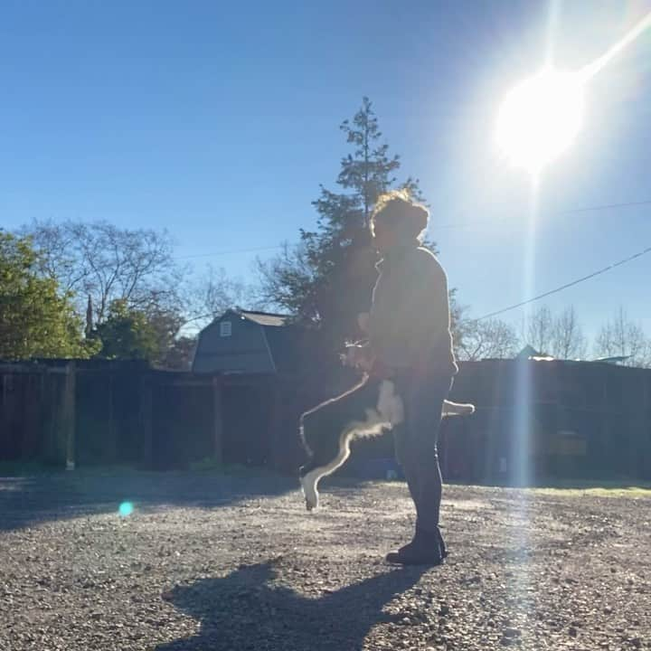 Dogs by Ginaのインスタグラム：「Jumping into the new Year like… 😂 #readytowork #training #austrailianshepherd」