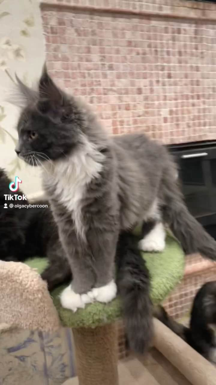 МейнКун MaineCoon Питомникのインスタグラム：「😺🦁❤️」