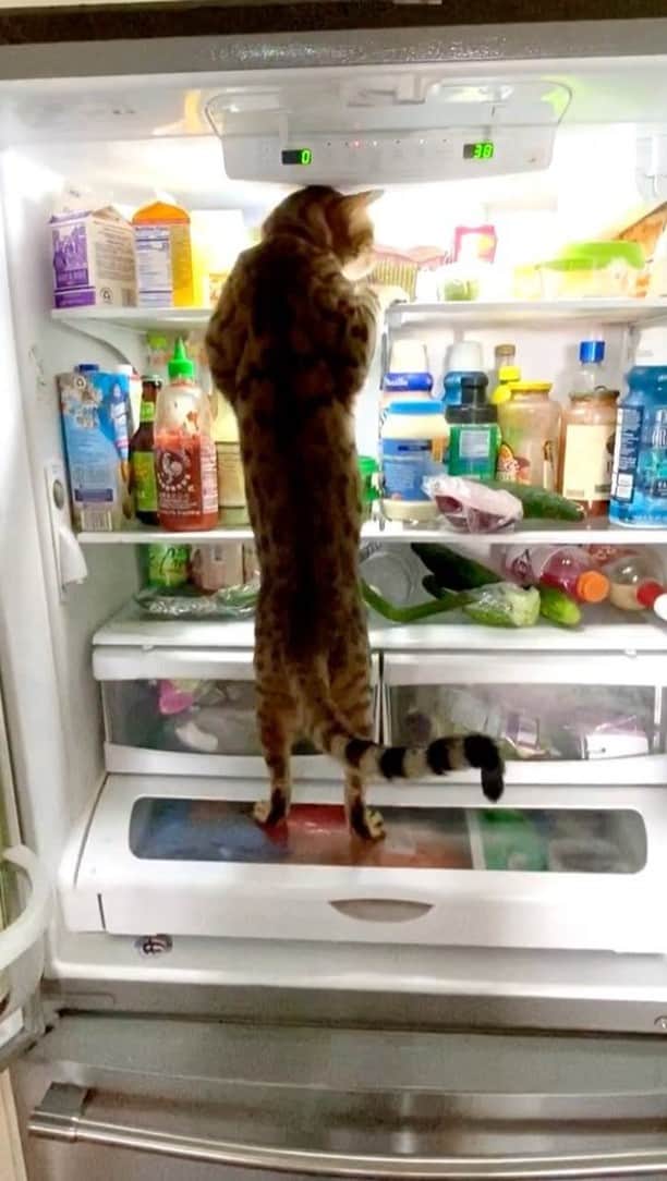 のインスタグラム：「Leftovers… yummmm. 😋   Meet Reign (@thehungriestbengals), a Bengal cat who simply LOVES food.   “He learned the sound of the fridge opening and comes running from behind you and leaps into it whenever it is opened,” says his human Kira. “He likes to dig around for a snack and will typically grab whatever he can before he is picked up. Sometimes he'll find his wet food, other times he'll come away clutching a bag of lettuce because he was short on time.” #WeeklyFluff   Video by @thehungriestbengals」