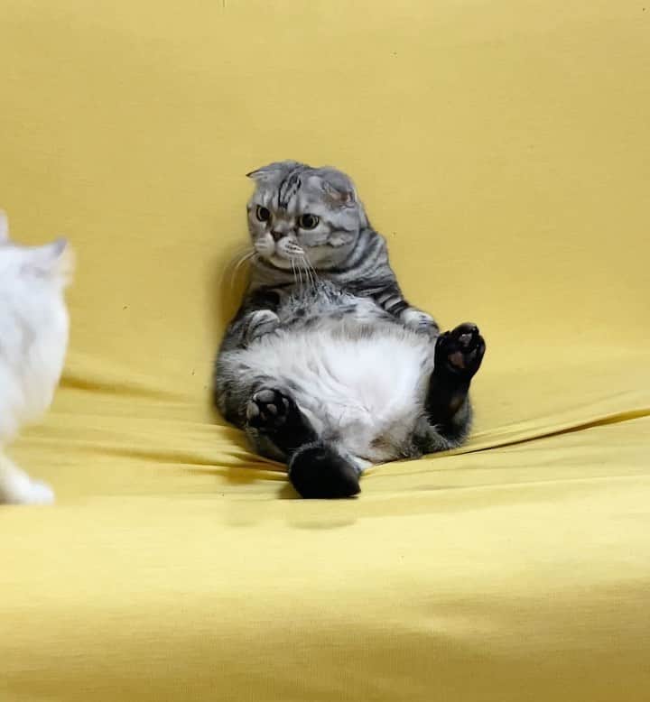 Shishi-maruのインスタグラム：「あけましておめでとうございます🐈 今年もししまるとも共よろしくお願いいたします。」