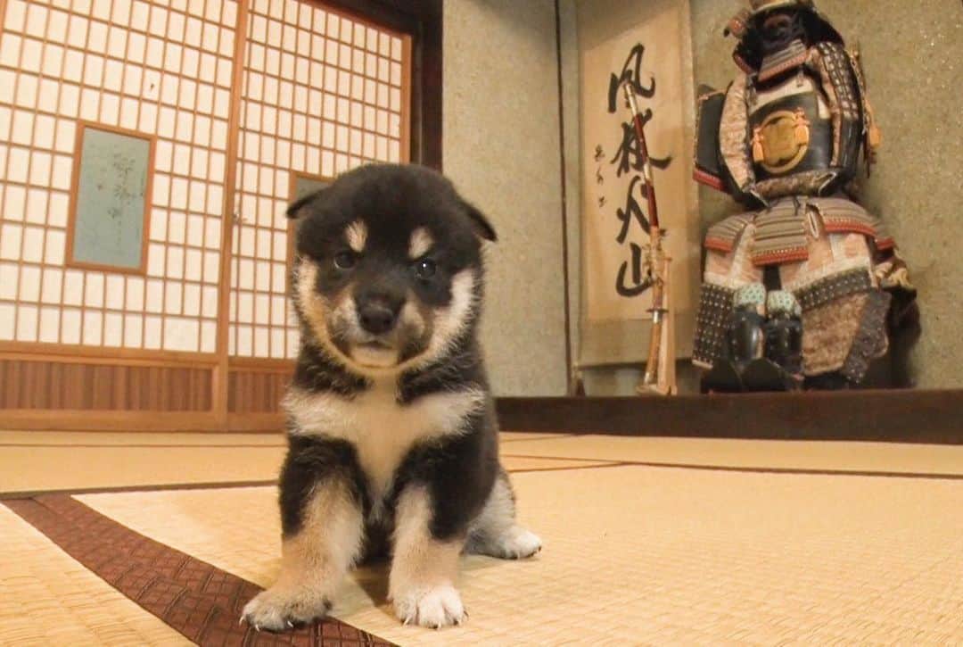 天才！志村どうぶつ園さんのインスタグラム写真 - (天才！志村どうぶつ園Instagram)「あけましておめでとうございます！  2022年も #みんなのどうぶつ園 を応援してくださる皆様にとって、笑顔溢れる1年になりますように🐯🌅  #日本犬 #柴犬 #japanesedog #shibadog #shibainu」1月1日 20時23分 - minnano_zoo_ntv