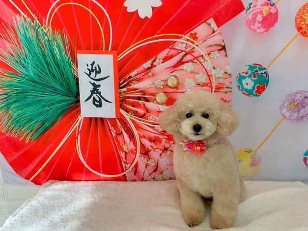 田中理恵さんのインスタグラム写真 - (田中理恵Instagram)「2022年1月1日　寅年 あけまして おめでとう ございます🐯🎍  写真は犬ですが…😆  今年も成長していきます。 自分に厳しく頑張っていきます。 よろしくお願いします。」1月1日 13時13分 - riiiiiie611